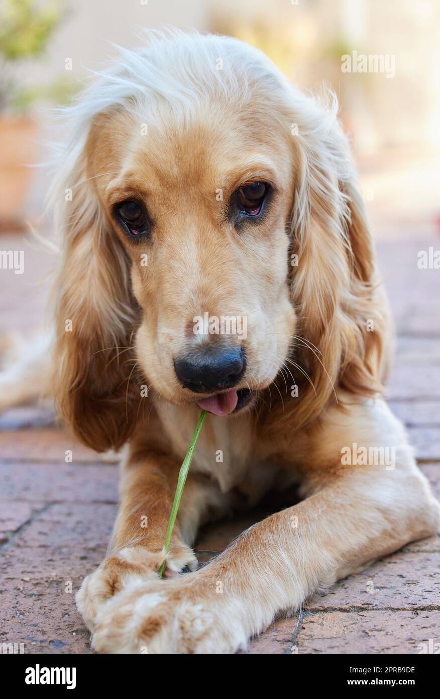 Paw-perazzi mi ha colto di nuovo facendo la mia cosa. Ritratto girato di un adorabile cocker spaniel cucciolo che giace su mattone pavimentazione all'esterno masticare una lama di erba. Foto Stock