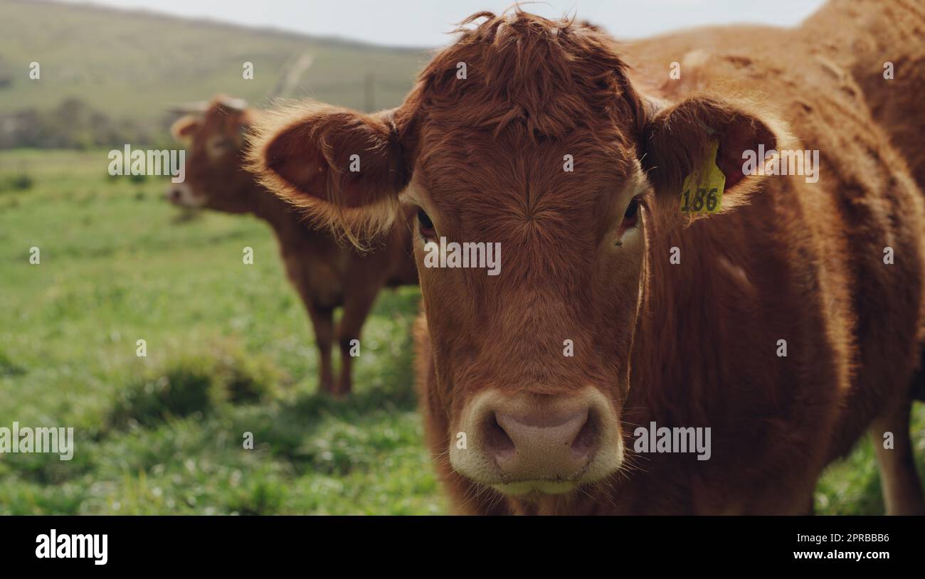 So, im udderly bello. Un gregge di mucche in una fattoria. Foto Stock