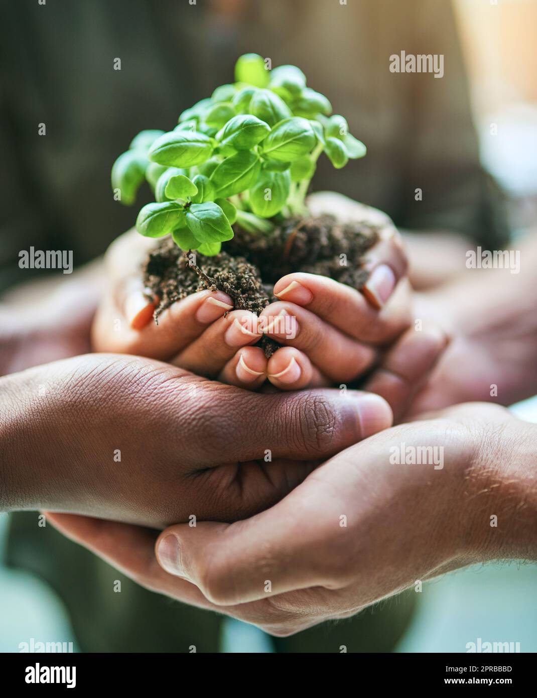 Primo piano di un gruppo di mani verdi, naturali ed ecologiche che tengono insieme il terreno piantato, per il giardinaggio o l'agricoltura. Ambiente naturale team con terra fresca e crescita di piccole piante. Foto Stock