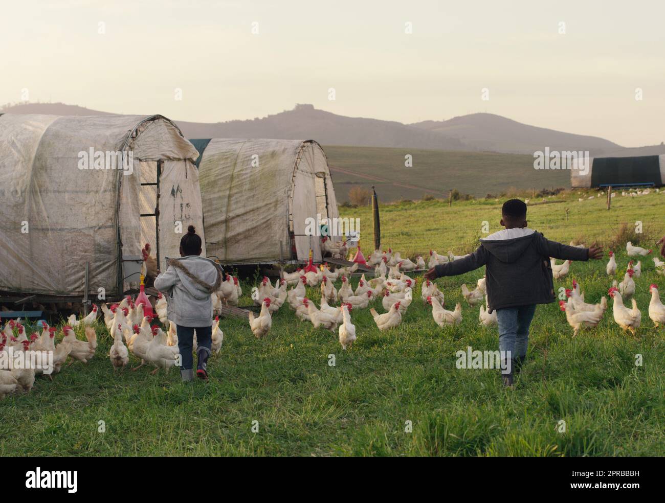 Meno tv, più ricordi d'infanzia. Ripresa retroguidata di due adorabili bambini che giocano in una fattoria di pollo. Foto Stock