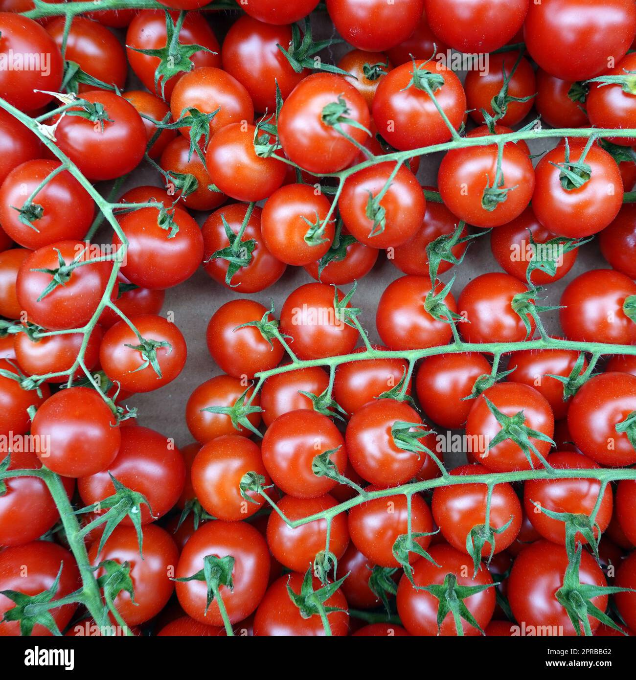 Tomaten (Solanum lycopersicum) im Gemüsegeschäft Foto Stock