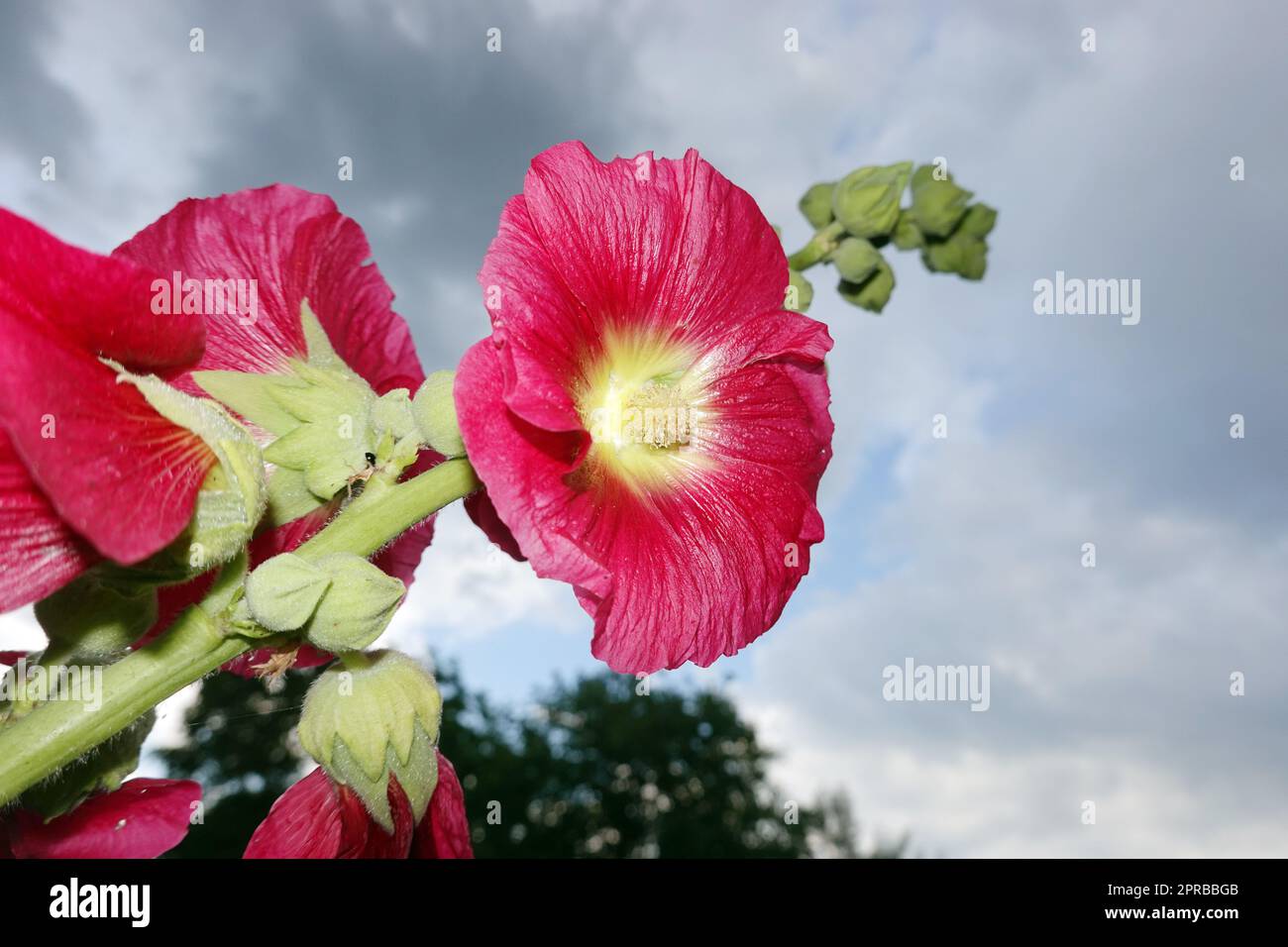 rote Stockrose (Alcea rosea) im Garten Foto Stock