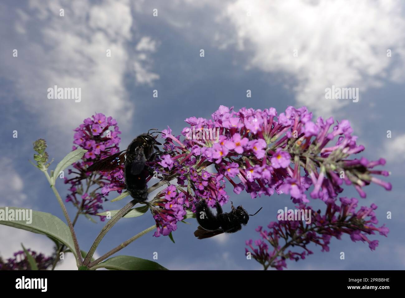 Blauschwarze Holzbiene (Xylocopa violacea) an der Blüte eines Schmetterlingsflieder (Buddleja davidii) Foto Stock