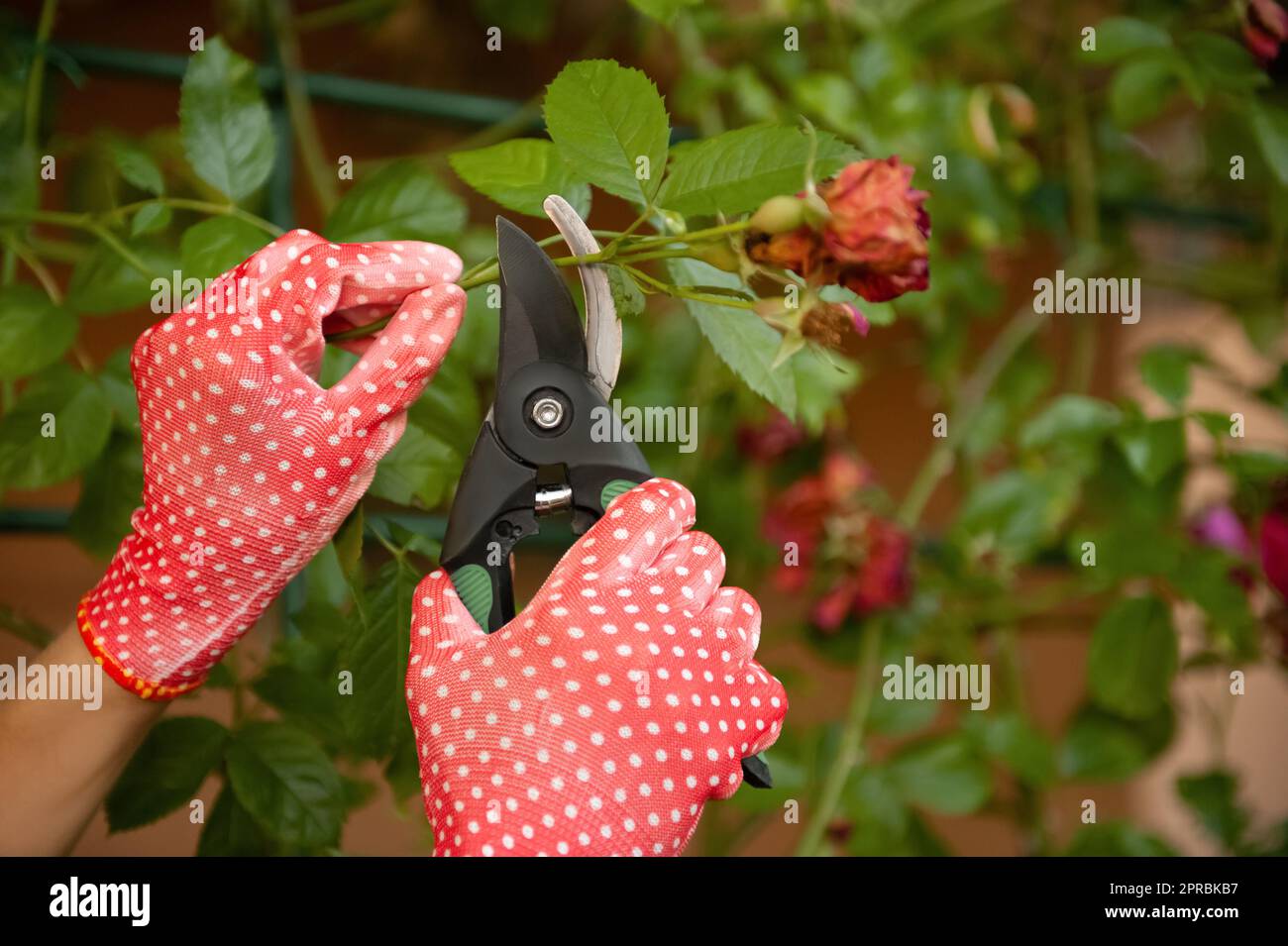 Donna in guanti da giardinaggio potatura rosa cespuglio con secateurs all'aperto, primo piano Foto Stock