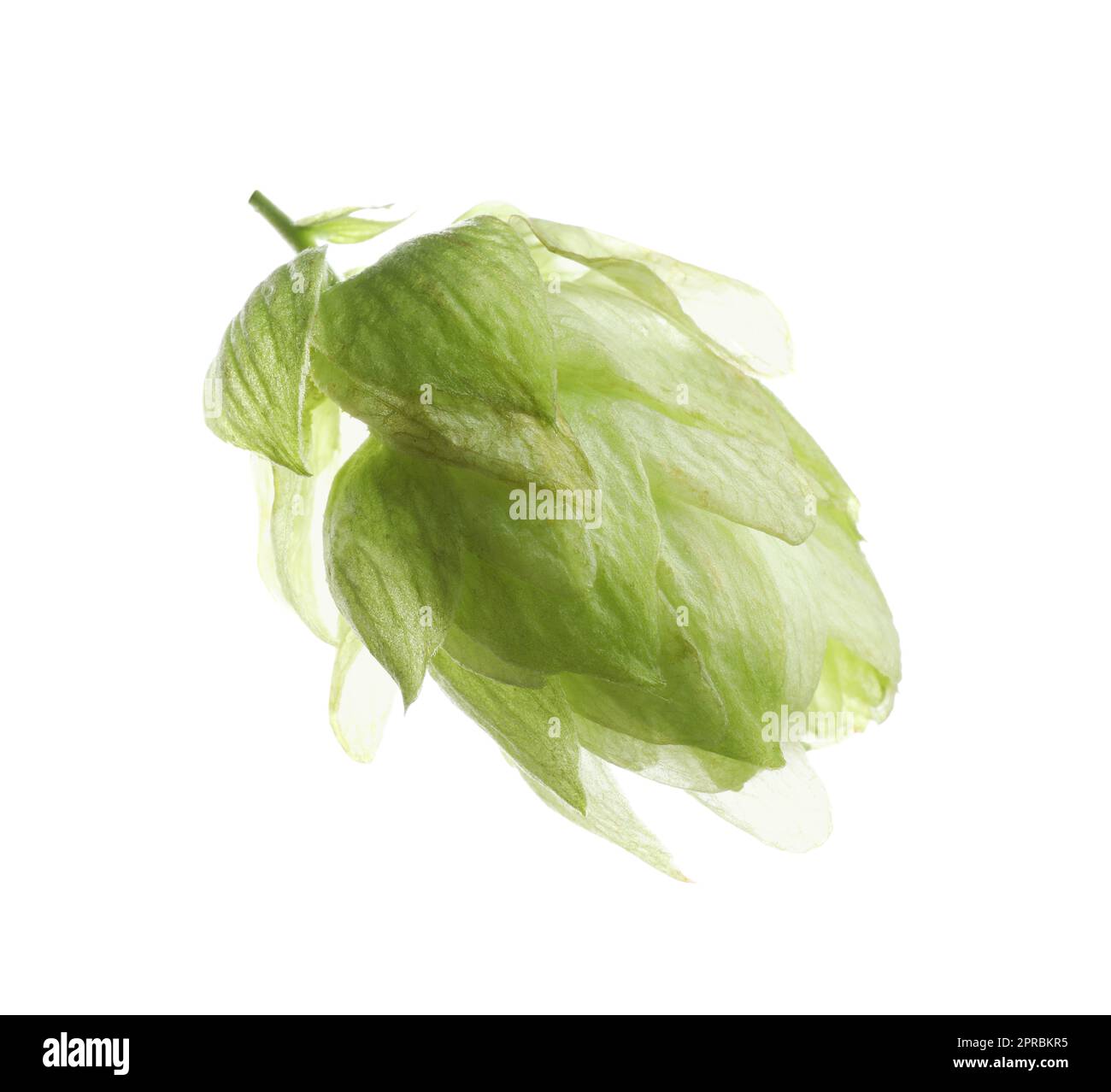 Fresco luppolo verde fiore isolato su bianco Foto Stock