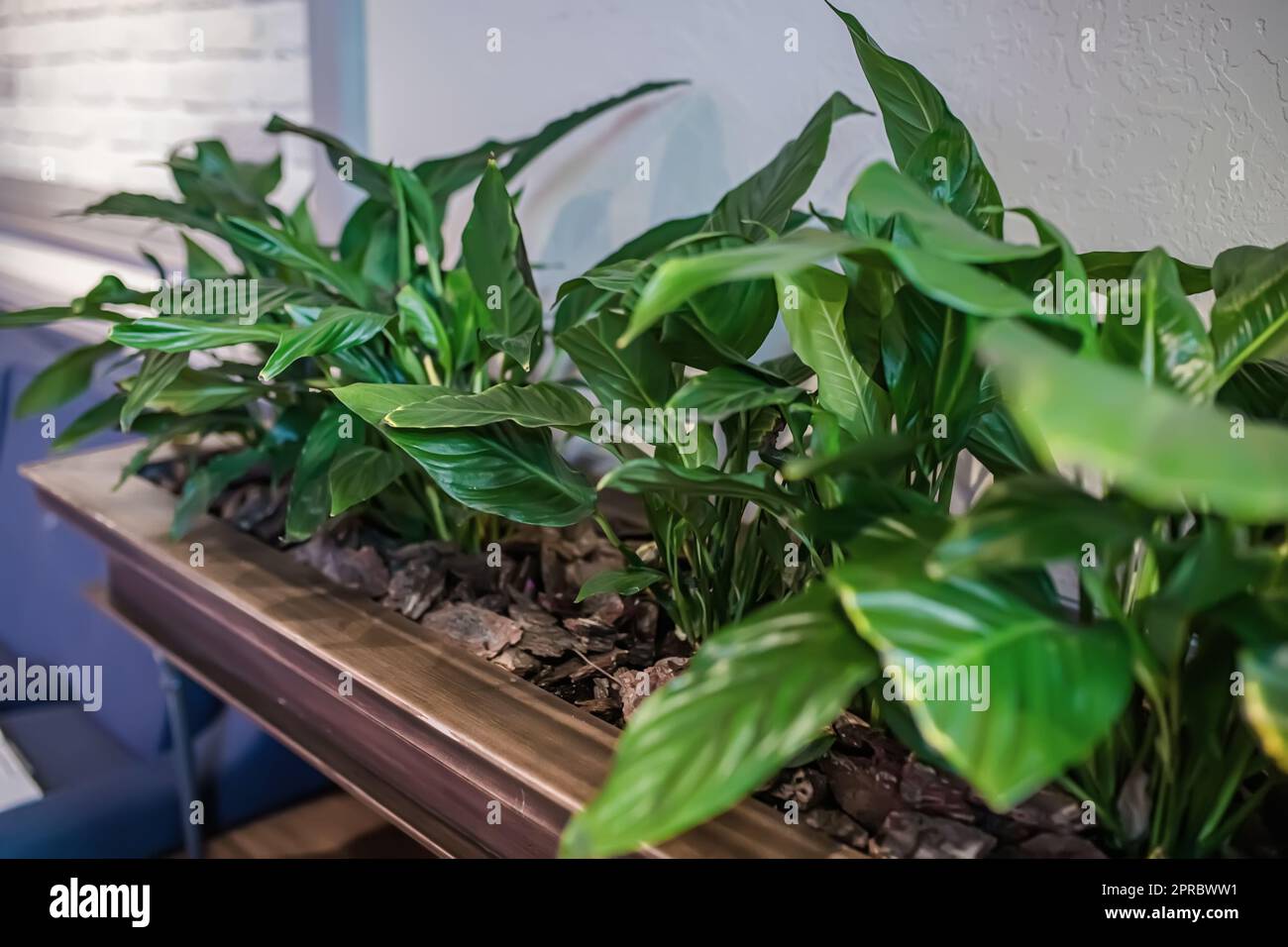 Piante di casa di aspidistra frondosi piante di casa diverse sui banchi Foto Stock