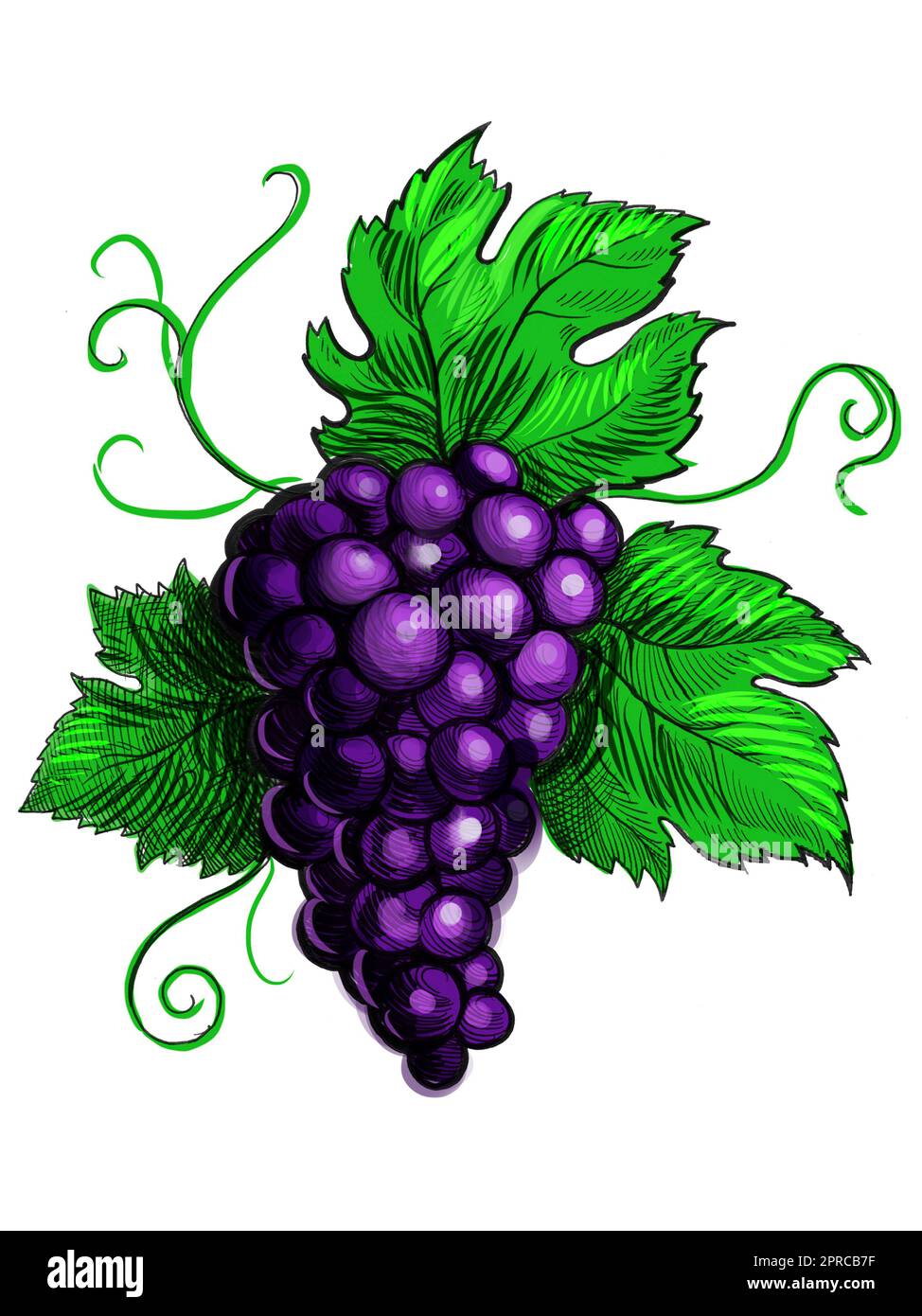 Grappolo d'uva con foglie. Disegno a mano con inchiostro su carta e  illustrazione a colori digitali Foto stock - Alamy