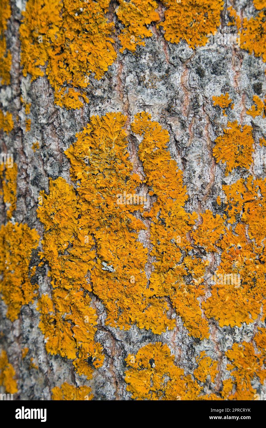 Xanthoria parietina lichen su asino albero corteccia Foto Stock