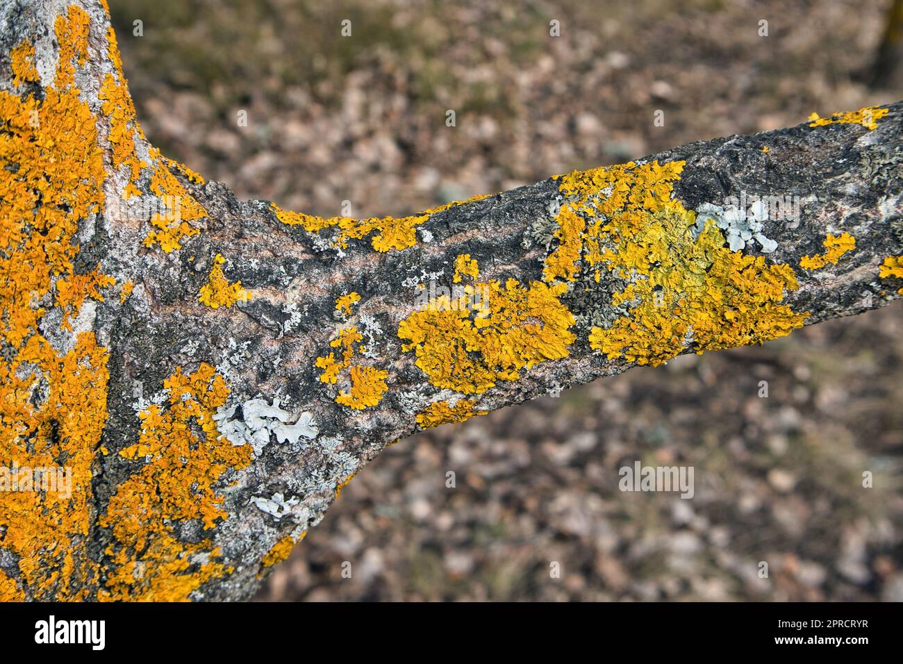 Xanthoria parietina lichen su asino albero corteccia Foto Stock