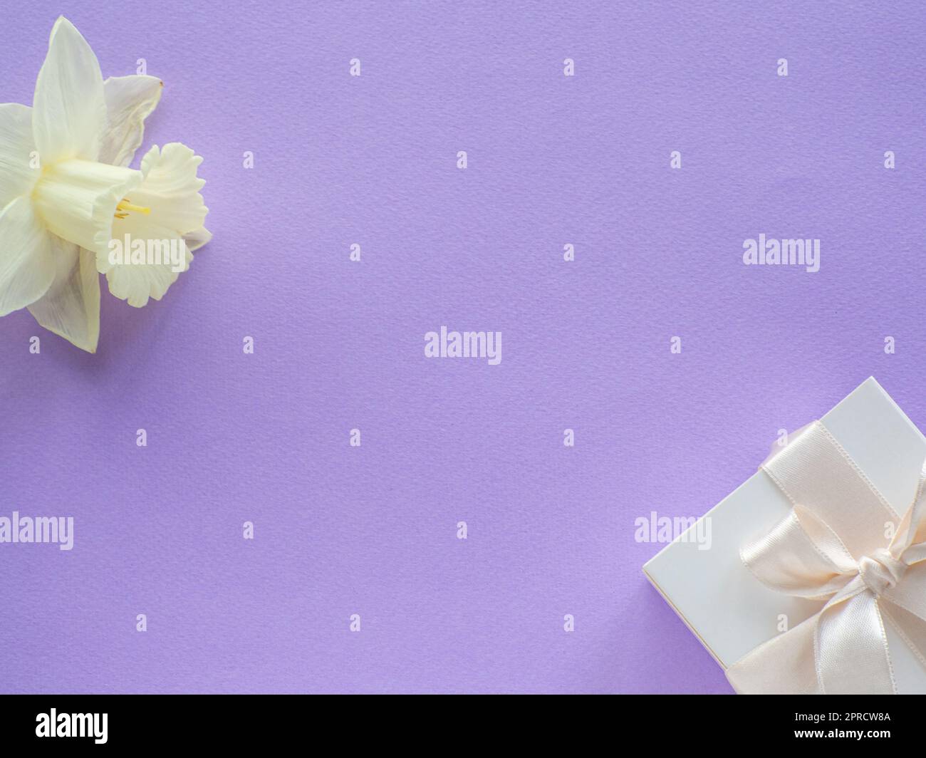 Daffodils fiore e scatola regalo su sfondo lilla con spazio copia. Biglietto di auguri per la Giornata della donna e della mamma. Posiziona per testo e narcoschi sul dorso viola Foto Stock