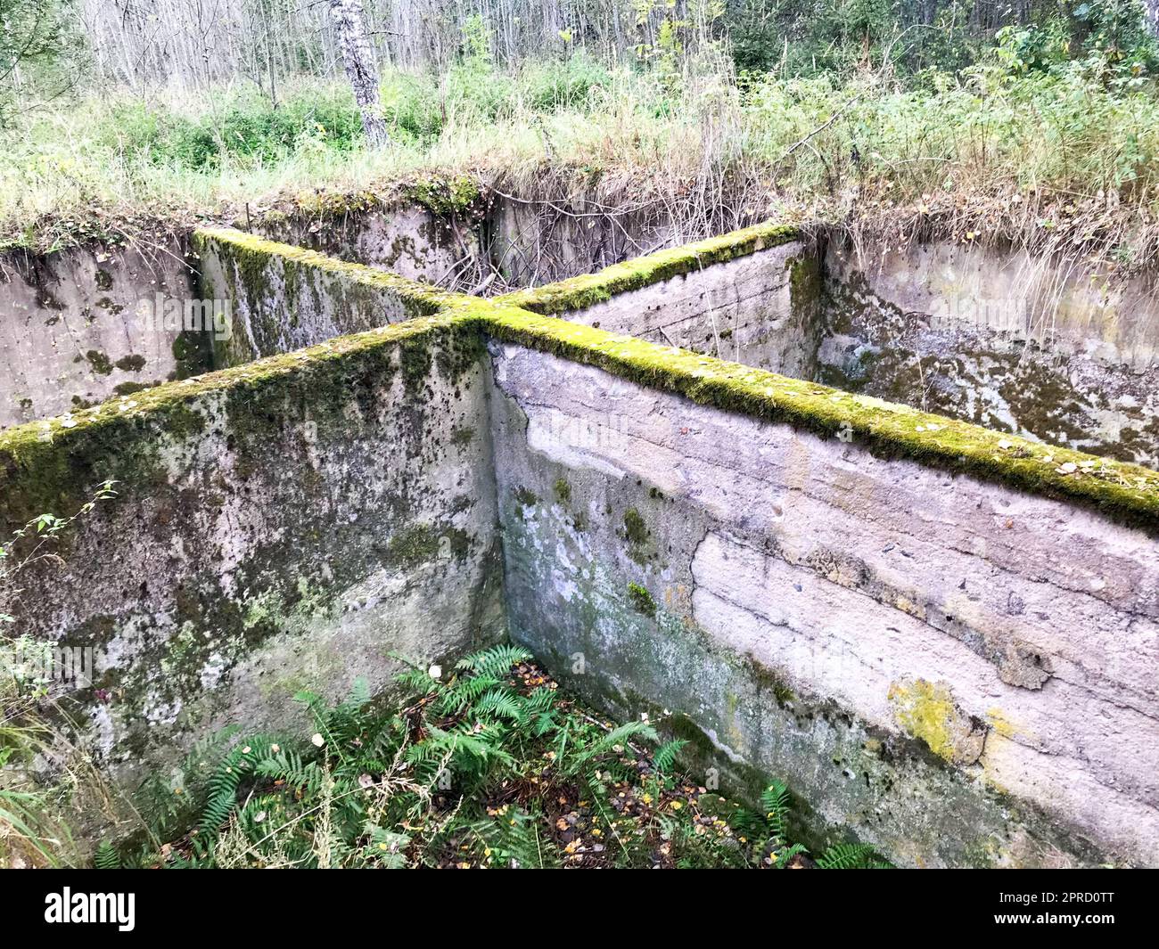 Vecchio cemento cemento cemento cemento cemento fondamenta sotterranee incompiute di un edificio in rovina cresciuto con muschio verde. Foto Stock