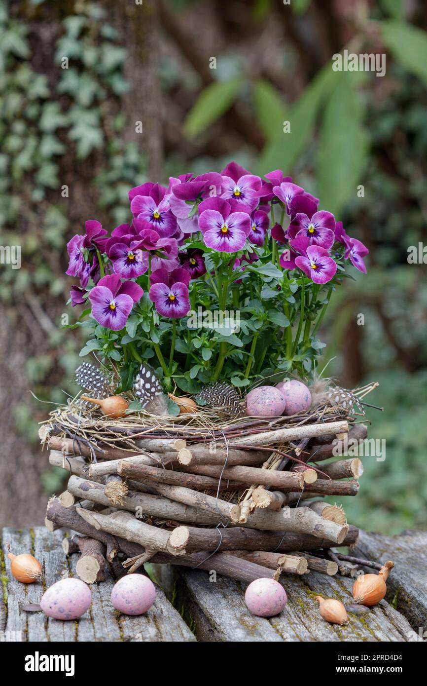 viola rosa fiori in cesto fatto di rami Foto Stock