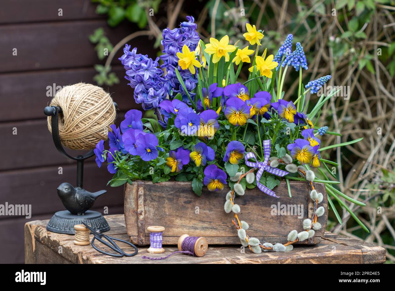 viola viola fiori, giacinto, muscari e narciso in vecchio stampo di mattoni in giardino Foto Stock