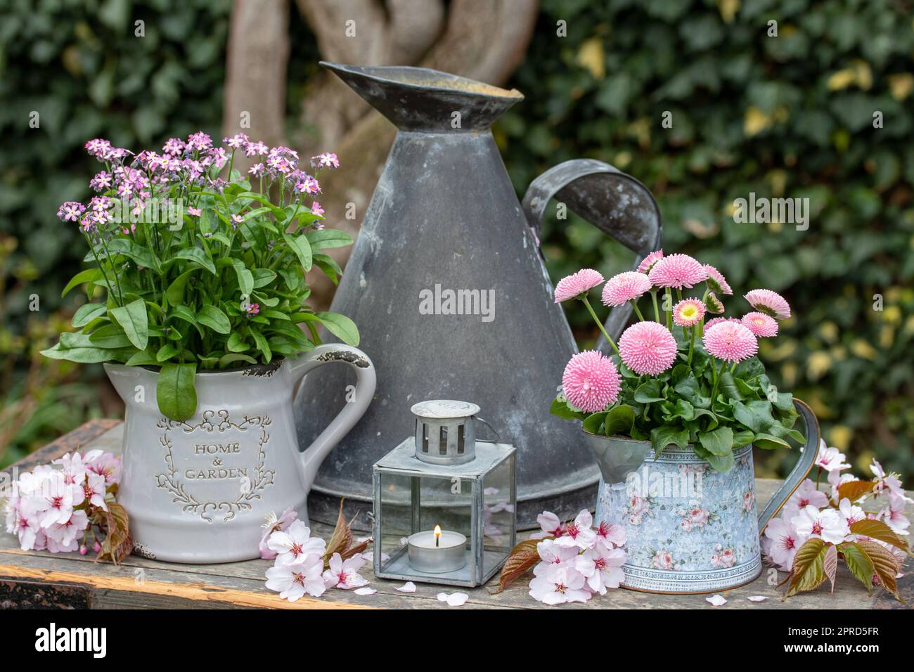giardino arrangiamento con bellis rosa perennis e mi dimenticare non fiore in caraffe vintage Foto Stock