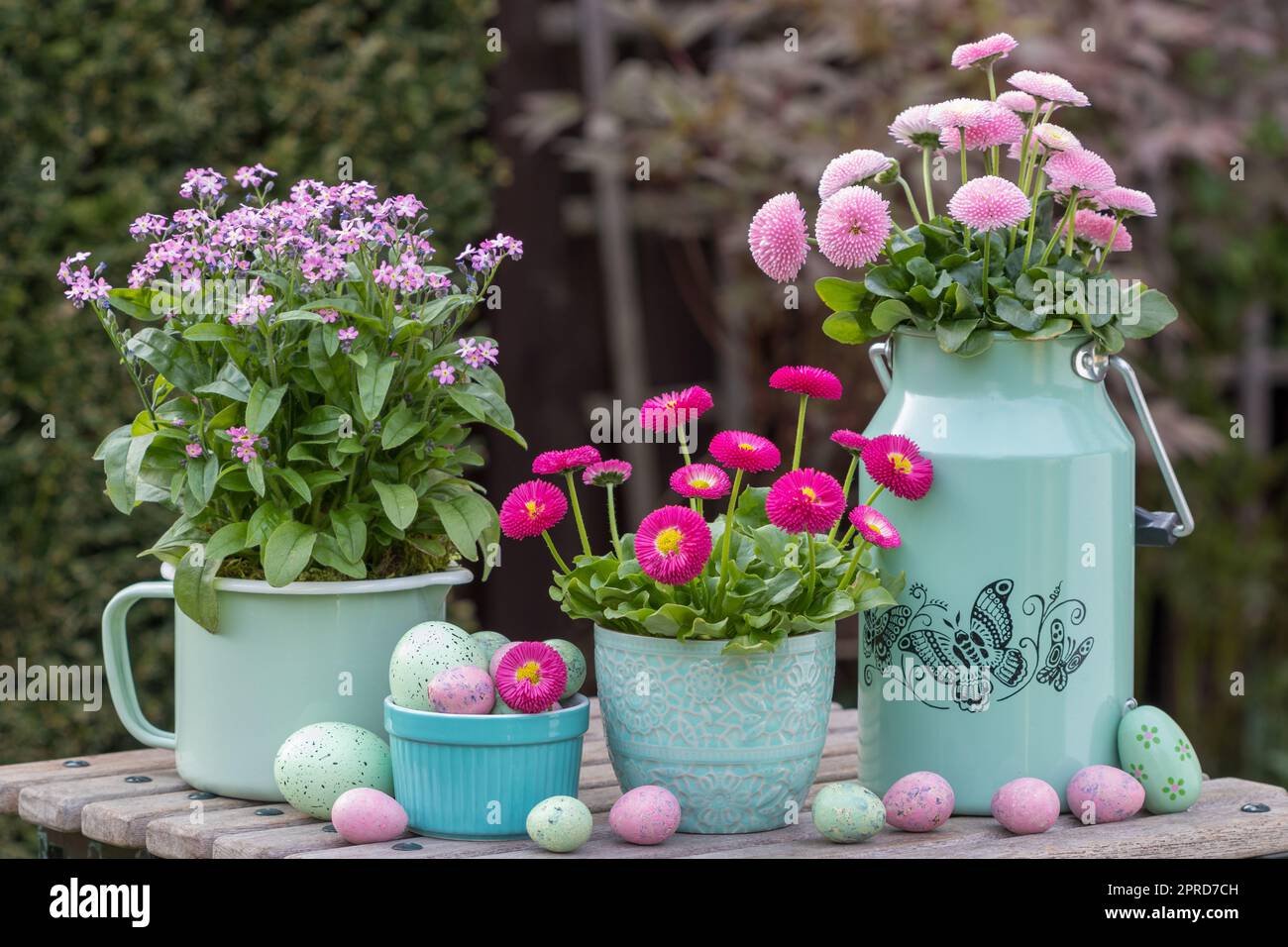 primavera giardino arrangiamento con bellis rosa perennis e dimenticare me non fiore in vasi d'epoca Foto Stock