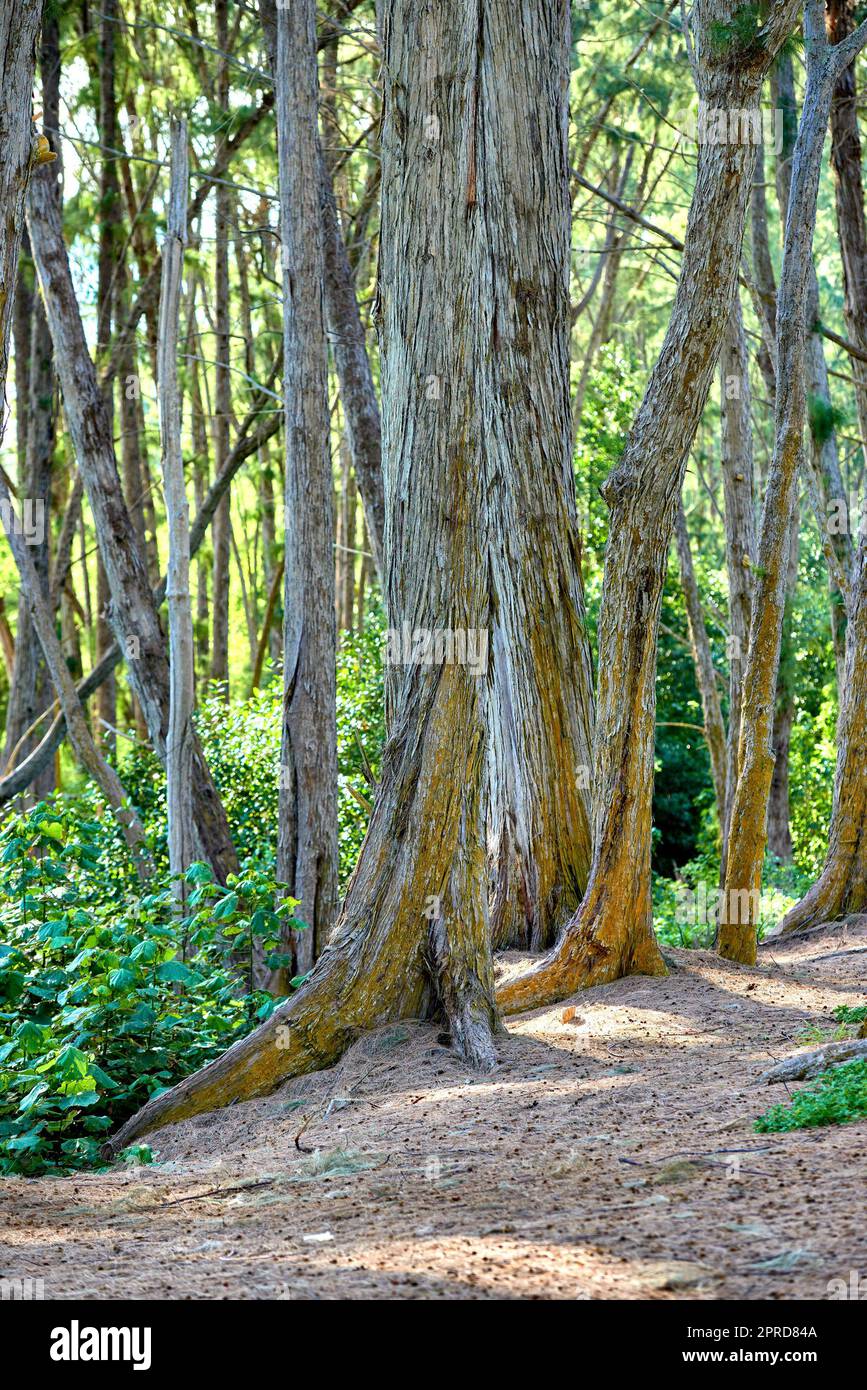 Bellows Field Beach Park - Oahu, Hawaii. Una foto della famosa spiaggia Hawaiiana - Bellow Field Beach Park, vicino a Waimanalo, l'isola di Oahu, Hawaii. Foto Stock