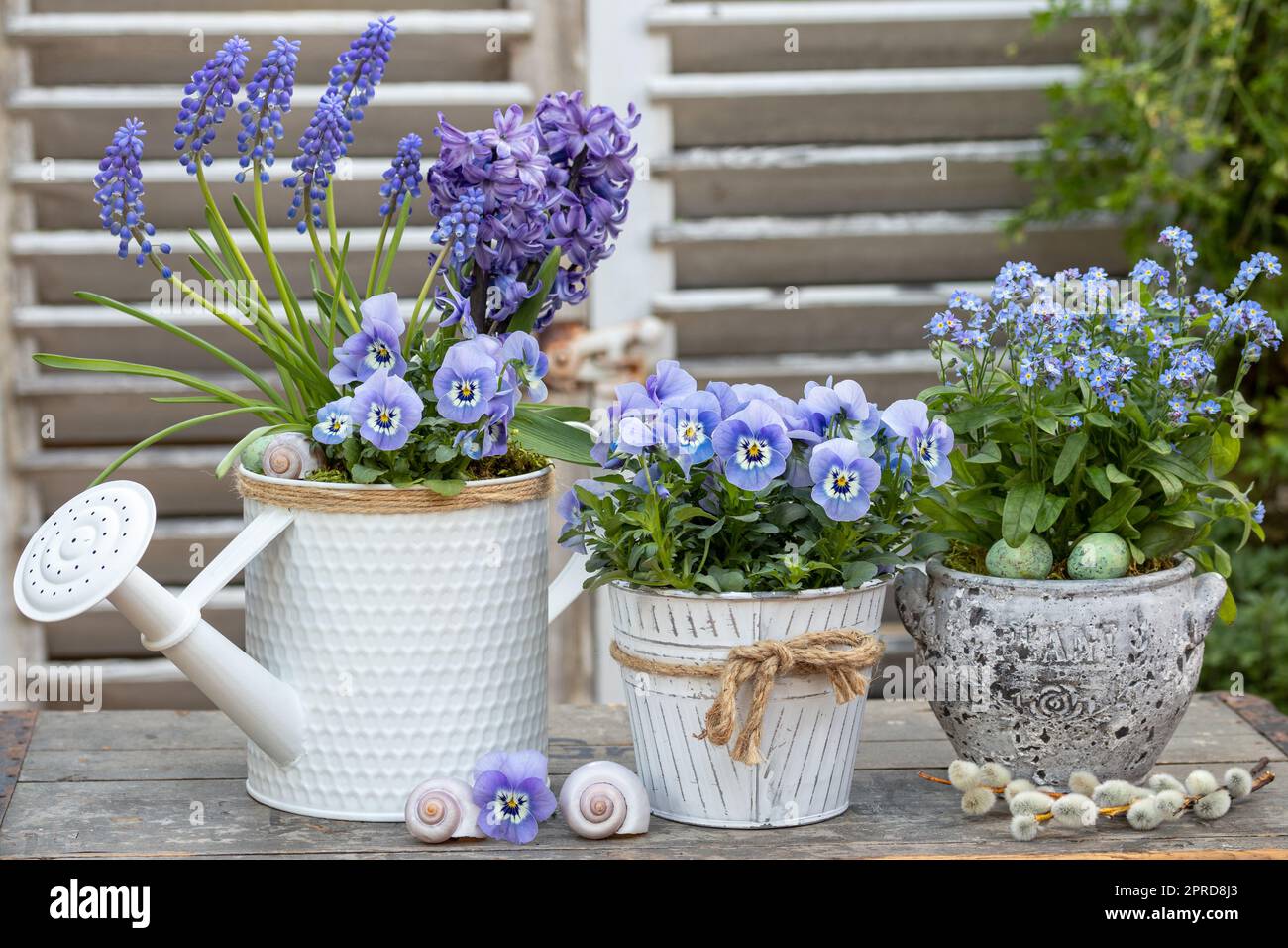 giardino arrangiamento con fiori di viola blu, dimenticarmi non fiore, muscari e giacinti in vasi vintage Foto Stock