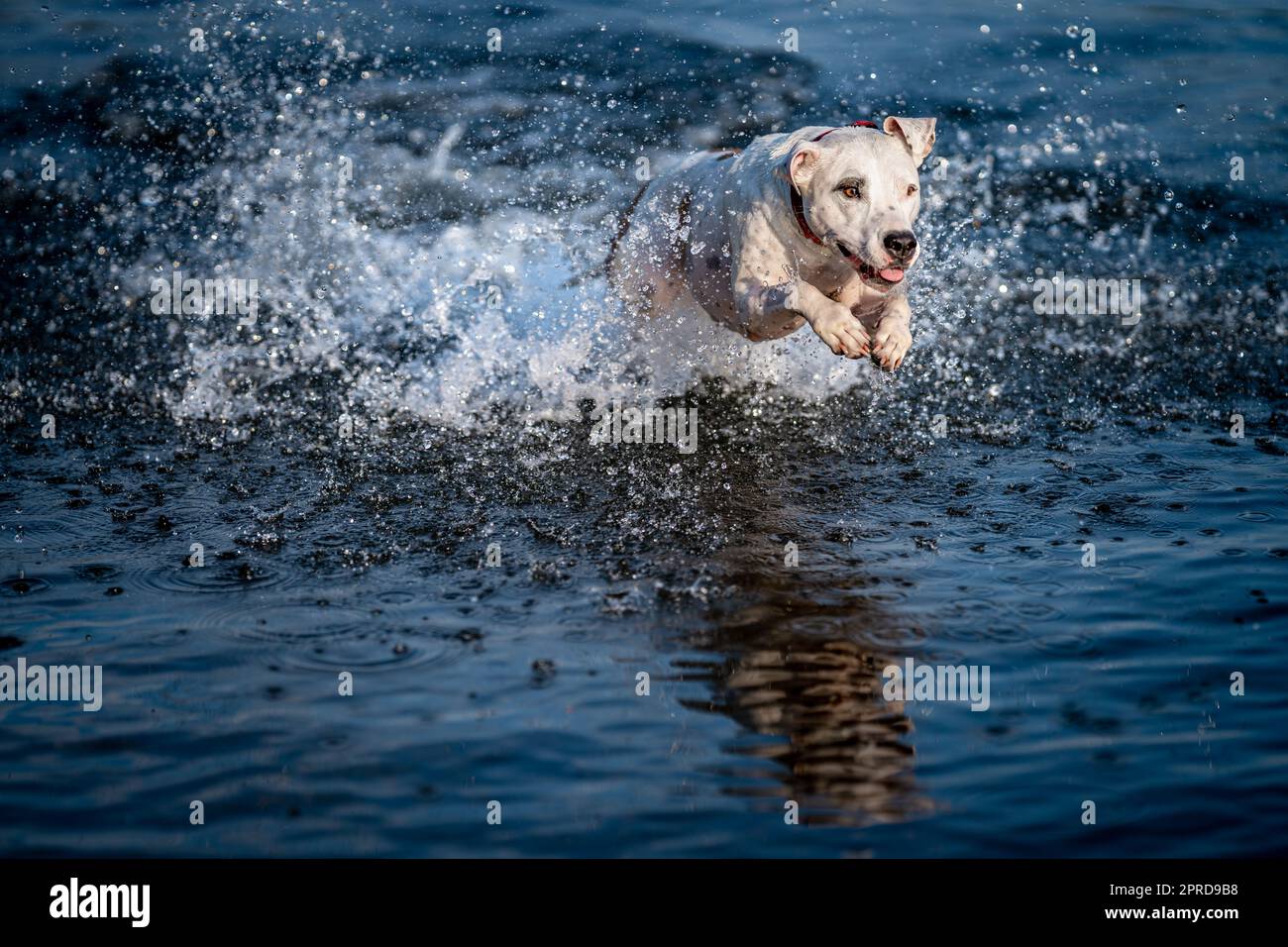 il trenino salta in acqua e sparge le gocce intorno Foto Stock