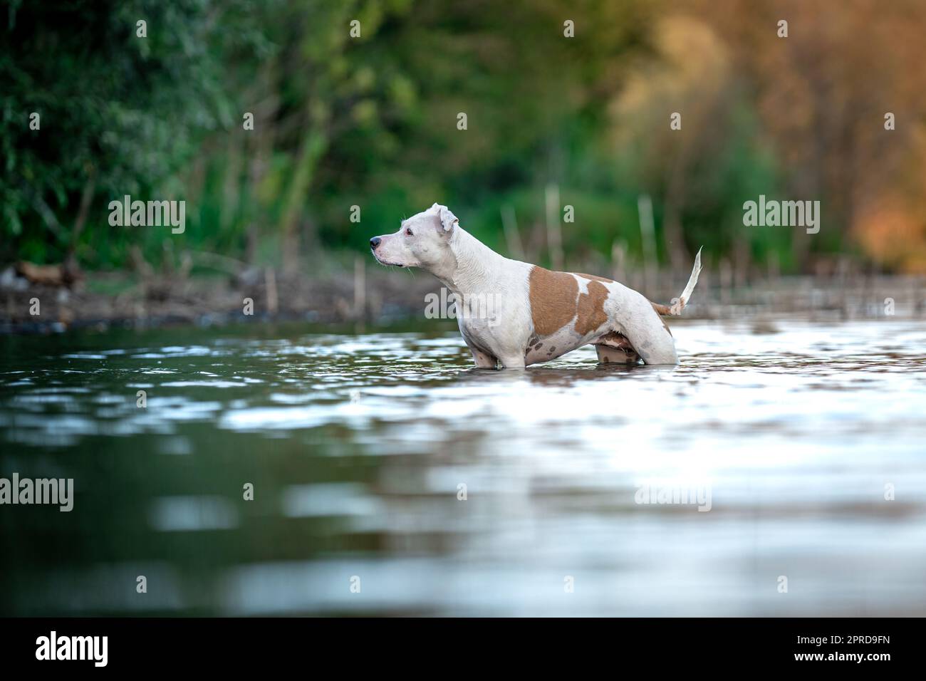 pit bull terrier nuota e gioca in acqua nel lago Foto Stock