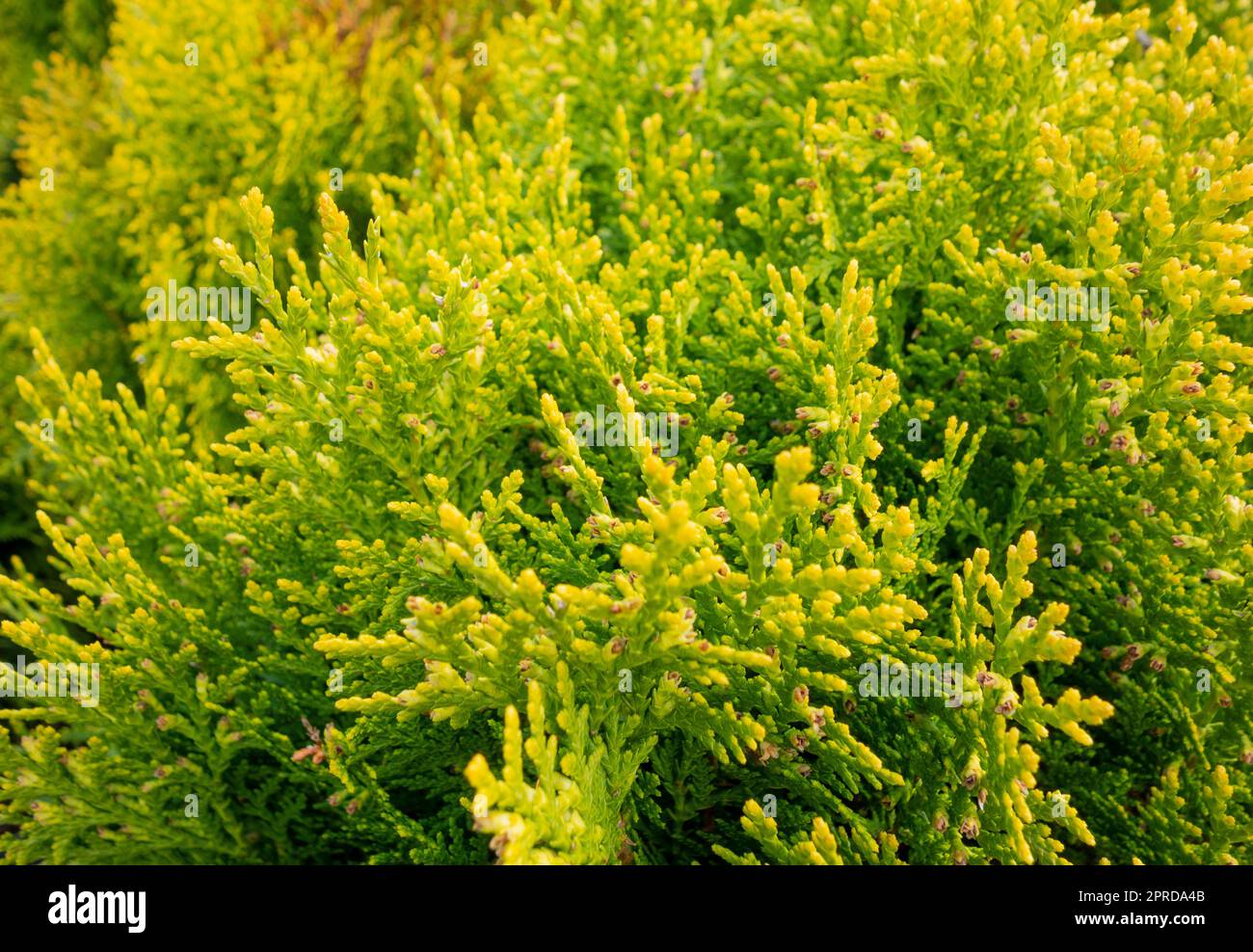 Primo piano sulla vegetazione di Thuja Foto Stock