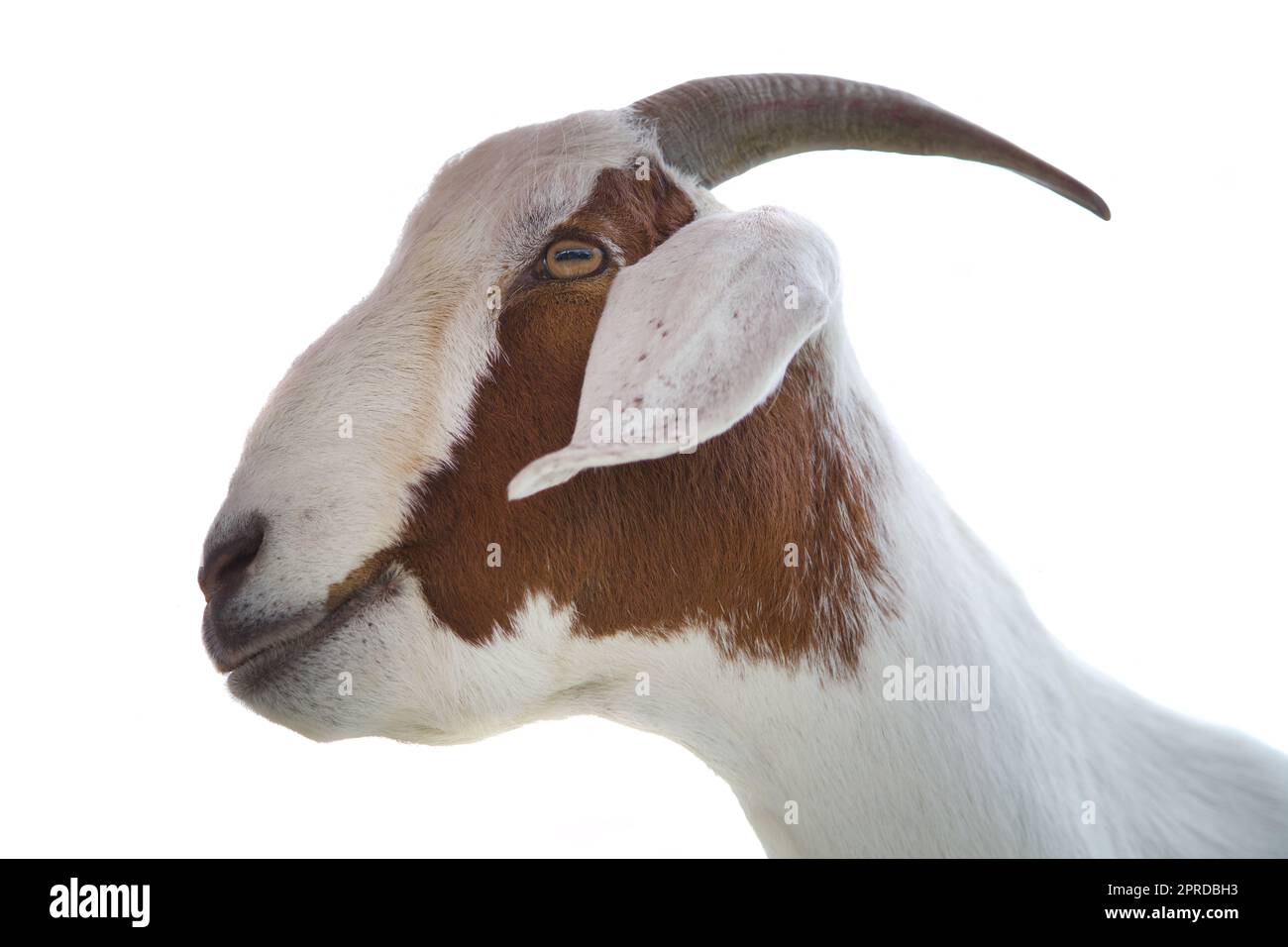 capra su sfondo bianco produzione casearia di mammiferi con corna isolata di animali da fattoria Foto Stock