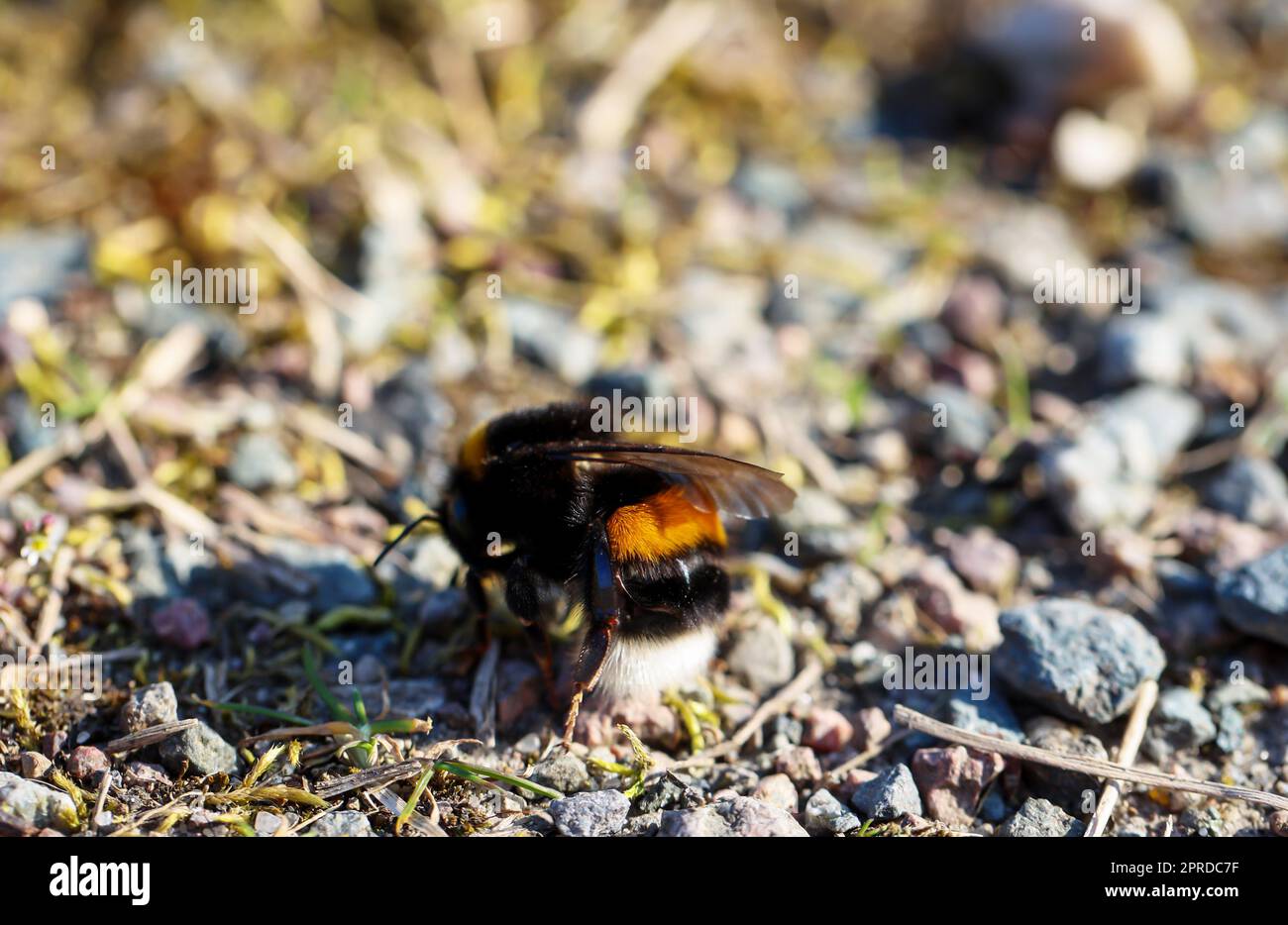 Primo piano di Bumblebee a terra Foto Stock