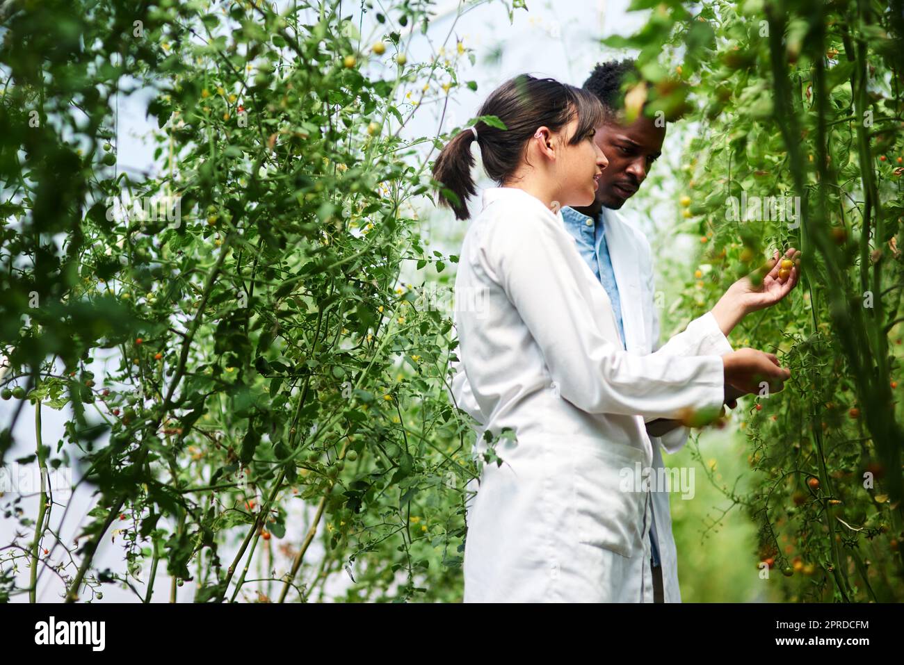 Questi stanno crescendo più velocemente del previsto. Due giovani botanisti che lavorano e studiano le piante insieme all'aperto in natura. Foto Stock