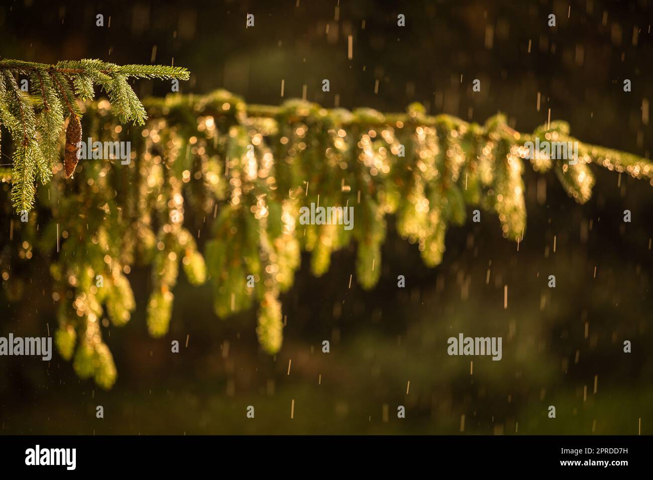 Teleobiettivo immagine compressa di un pino con gocce d'acqua scintillanti dopo la pioggia estiva. Sfondo verde naturale. Umidità e umidità nella natura Foto Stock