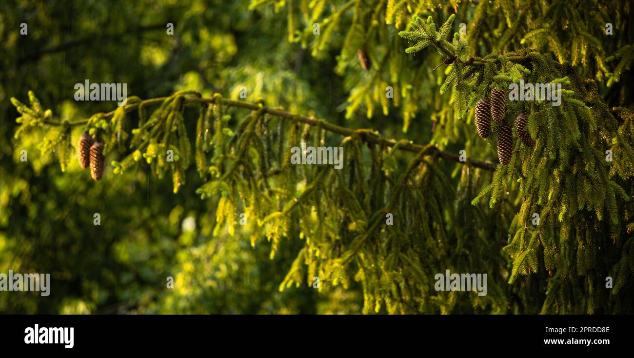 Teleobiettivo immagine compressa di un pino con gocce d'acqua scintillanti dopo la pioggia estiva. Sfondo verde naturale. Umidità e umidità nella natura Foto Stock