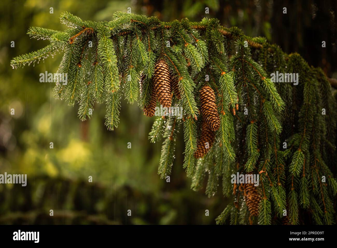 Teleobiettivo immagine compressa di un pino con gocce d'acqua scintillanti dopo la pioggia estiva. Sfondo verde naturale. Umidità e umidità nella natura Foto Stock