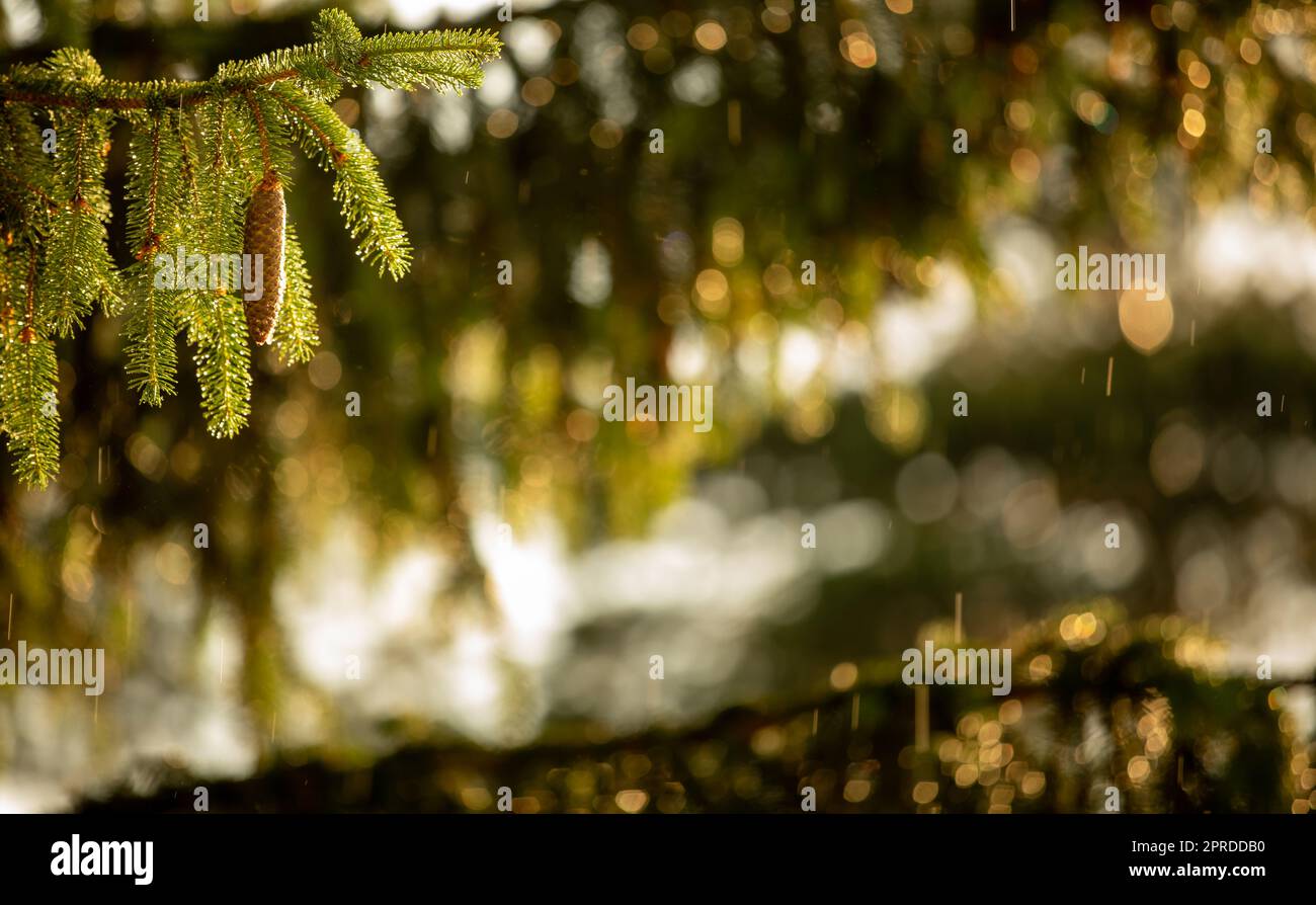 Teleobiettivo immagine compressa di un pino con gocce d'acqua scintillanti dopo la pioggia estiva. Sfondo verde naturale. Umidità e umidità nella natura Foto Stock