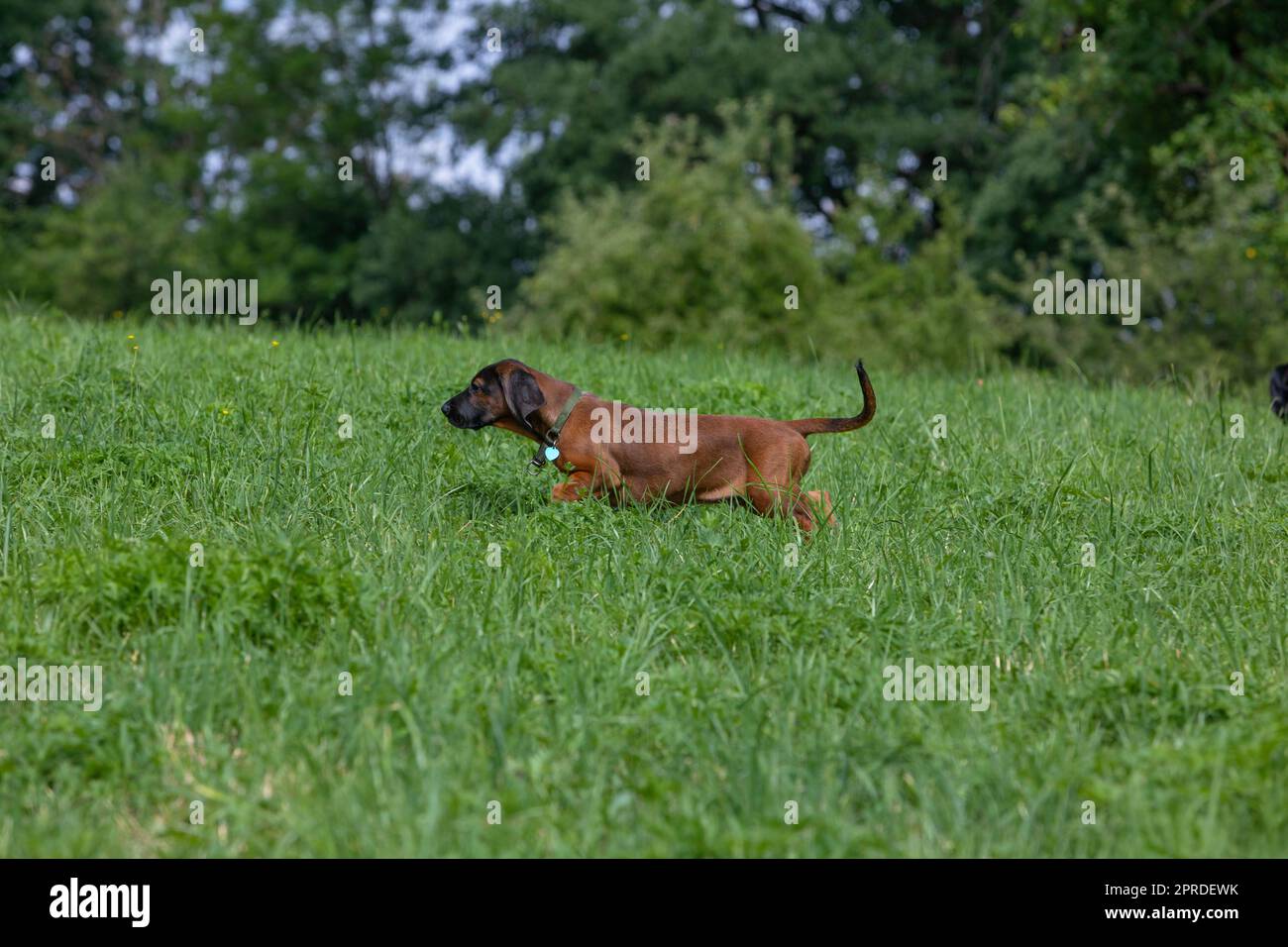 il giovane cucciolo di cane sniffer cammina attraverso il prato Foto Stock