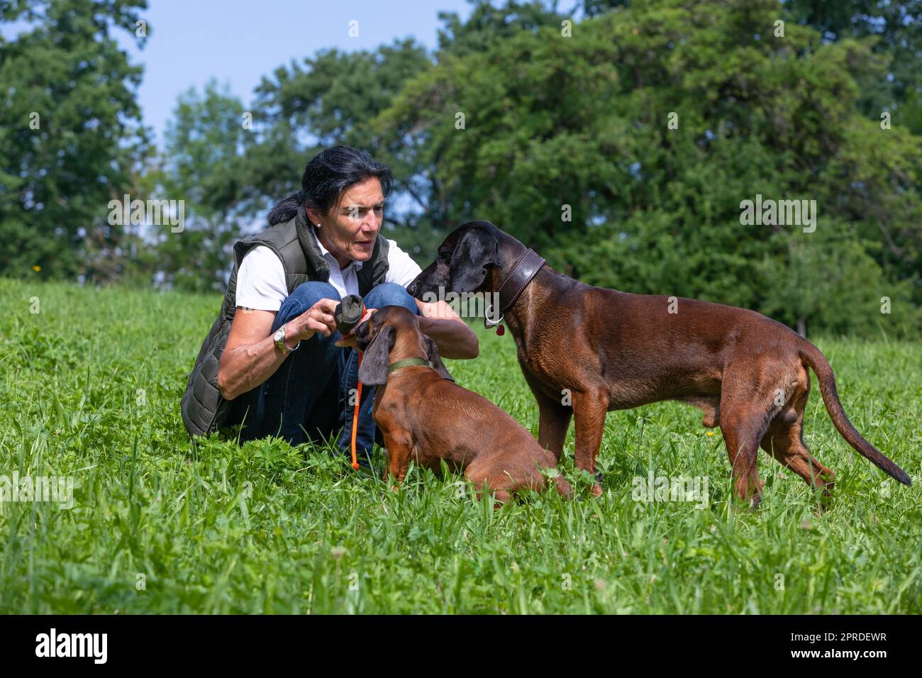 l'addestratrice ha piena attenzione sui suoi cani Foto Stock