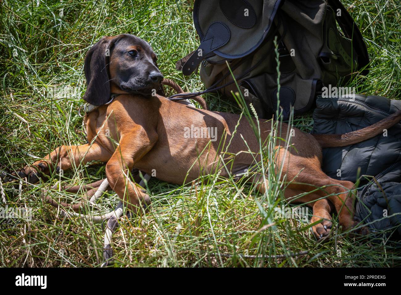 il cucciolo di bloodhound si sta rilassando Foto Stock