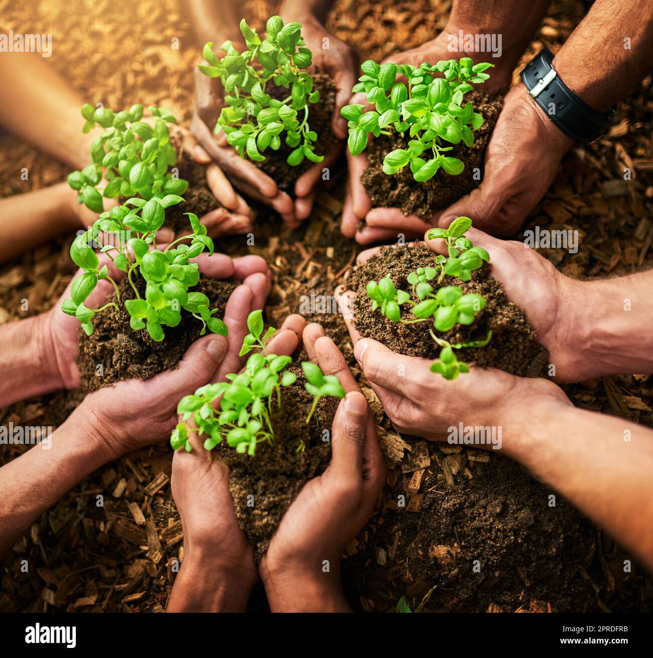 Le mani piantano piante verdi fresche per simboleggiare una crescita sana, il progresso e lo sviluppo. Vista e primo piano di diversi gruppi e team di biologi ambientali, scienziati e ambientalisti Foto Stock