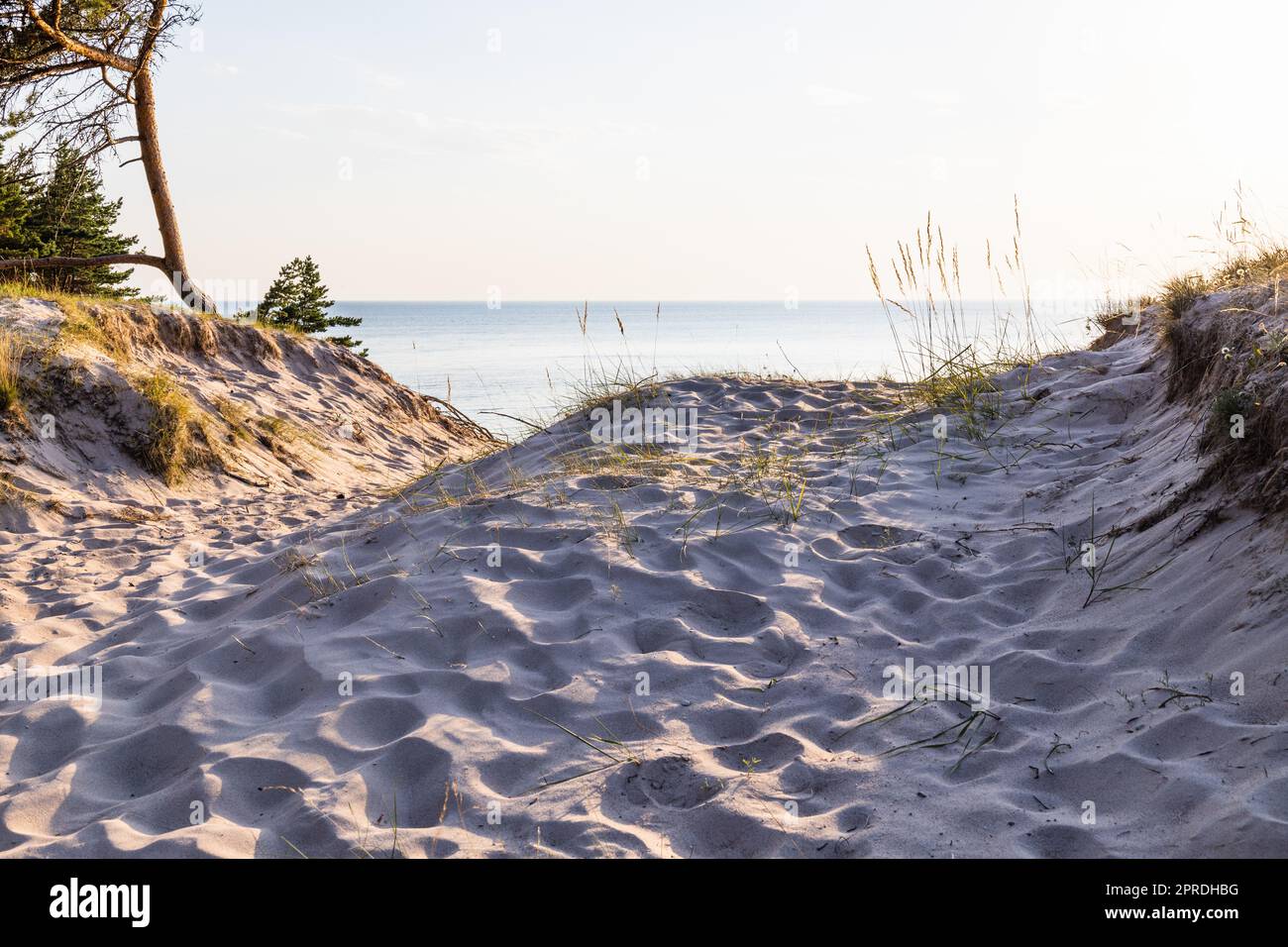 Riva del Mar Baltico con dune sabbiose e pini. Tipico paesaggio di spiaggia del Mar Baltico Foto Stock