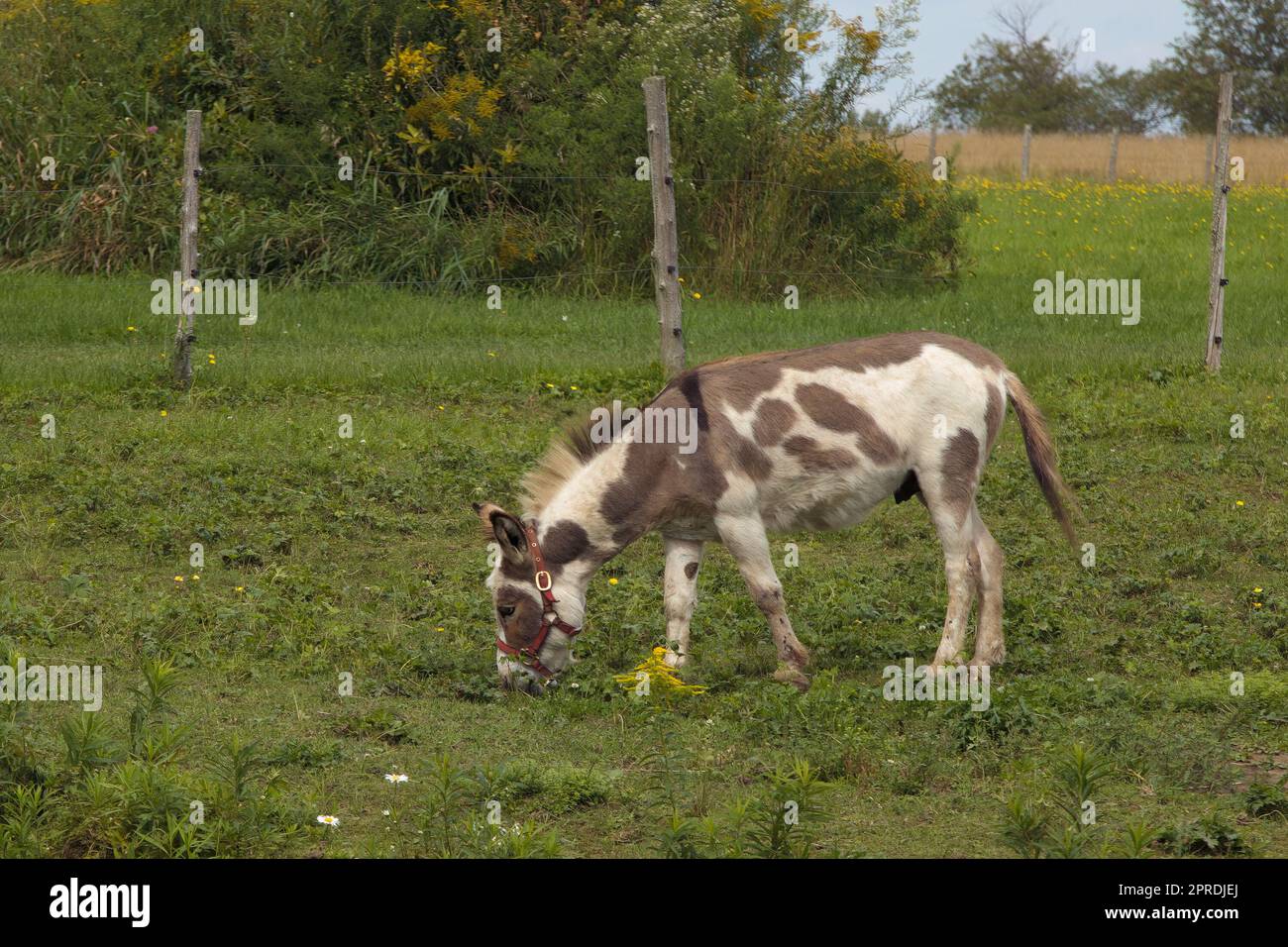 piccolo asino che pascolano su erba verde per l'agricoltura animale Foto Stock