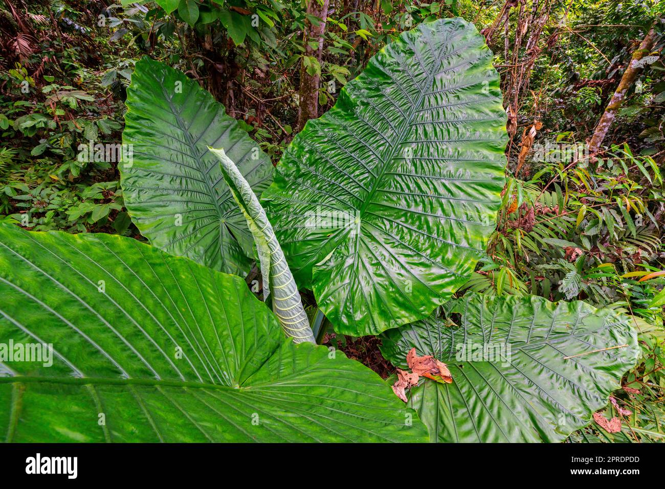 Vista dell'Alocasia Macrorrhizos (taro gigante), la più grande foglia indivisa del mondo. Foresta pluviale tropicale, Sabah, Borneo, Malesia. Foto Stock