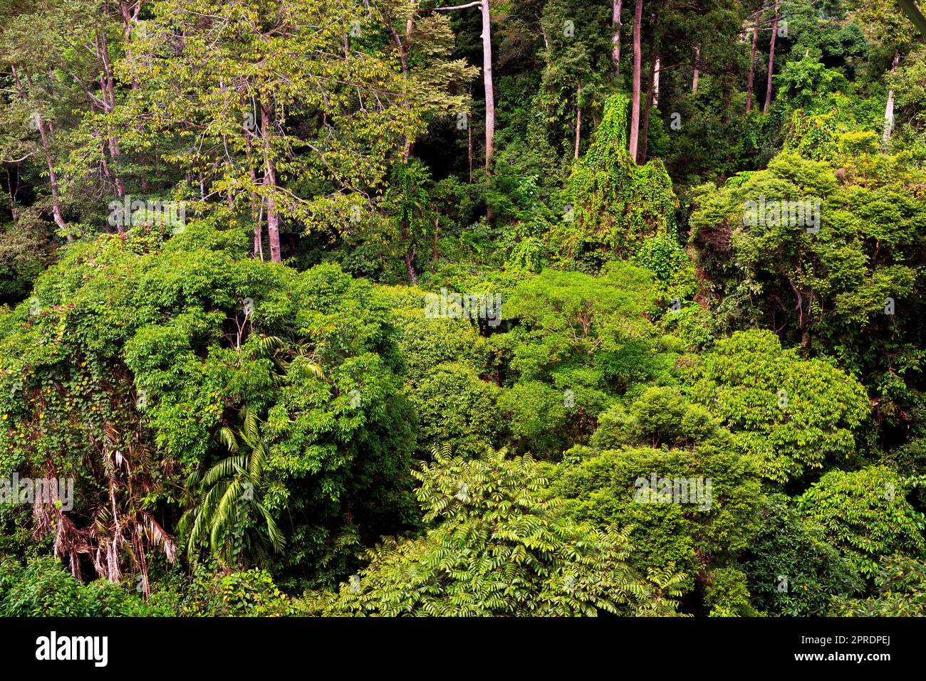 Guarda la foresta pluviale dal ponte in cima all'albero. Sandakan, Sabah, Borneo orientale, Malesia. Foto Stock