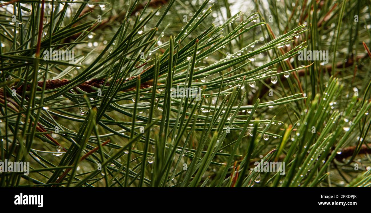 Gli aghi di pino con gocce d'acqua Foto Stock