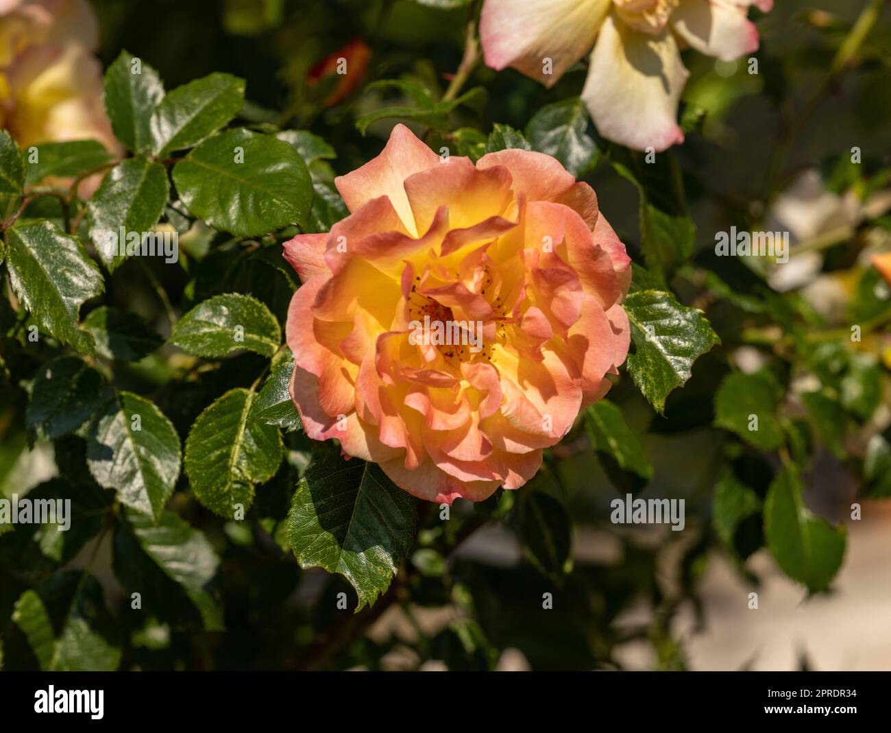 Rose gialle sul ramo nel giardino Foto Stock