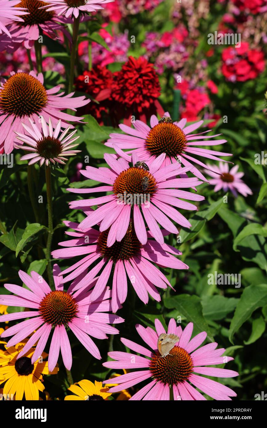 Echinacea purpurea o viola coneflower in giardino Foto Stock