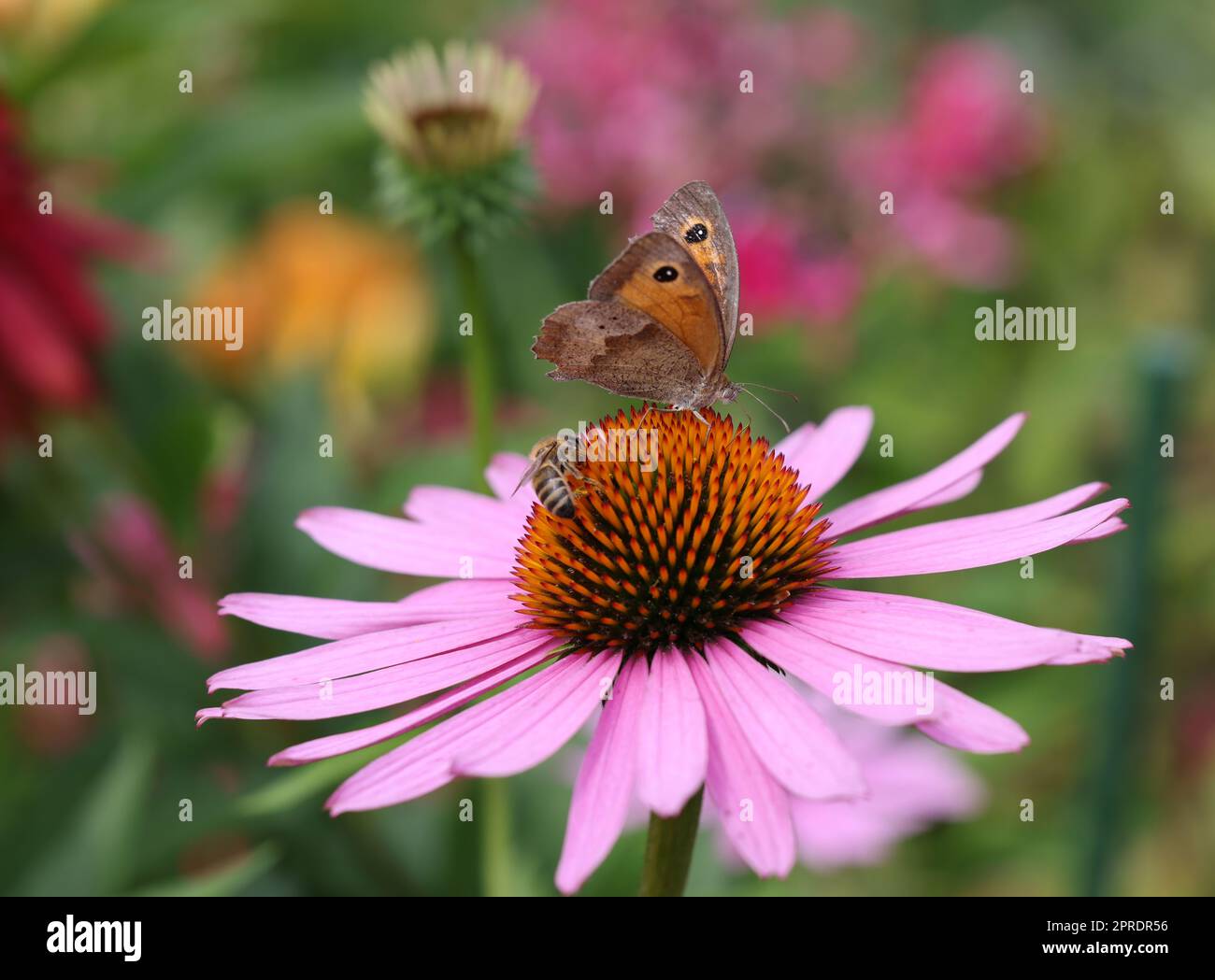 Una farfalla e un'ape mentre si lavora sui fiori di Echinacea Foto Stock