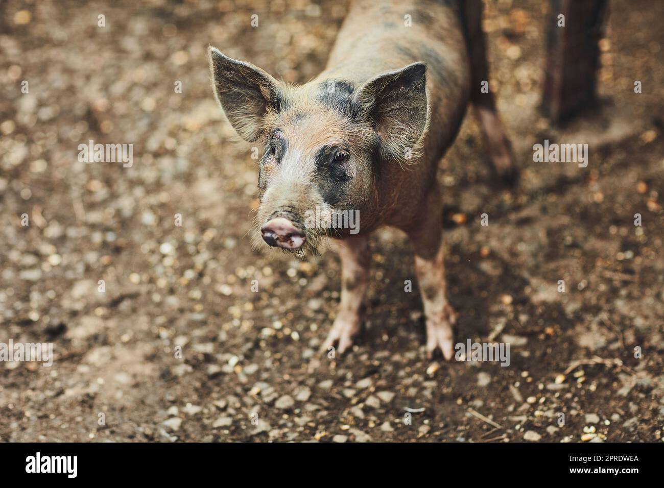 Solo un maiale in una fattoria, un maiale in una penna in una fattoria. Foto Stock