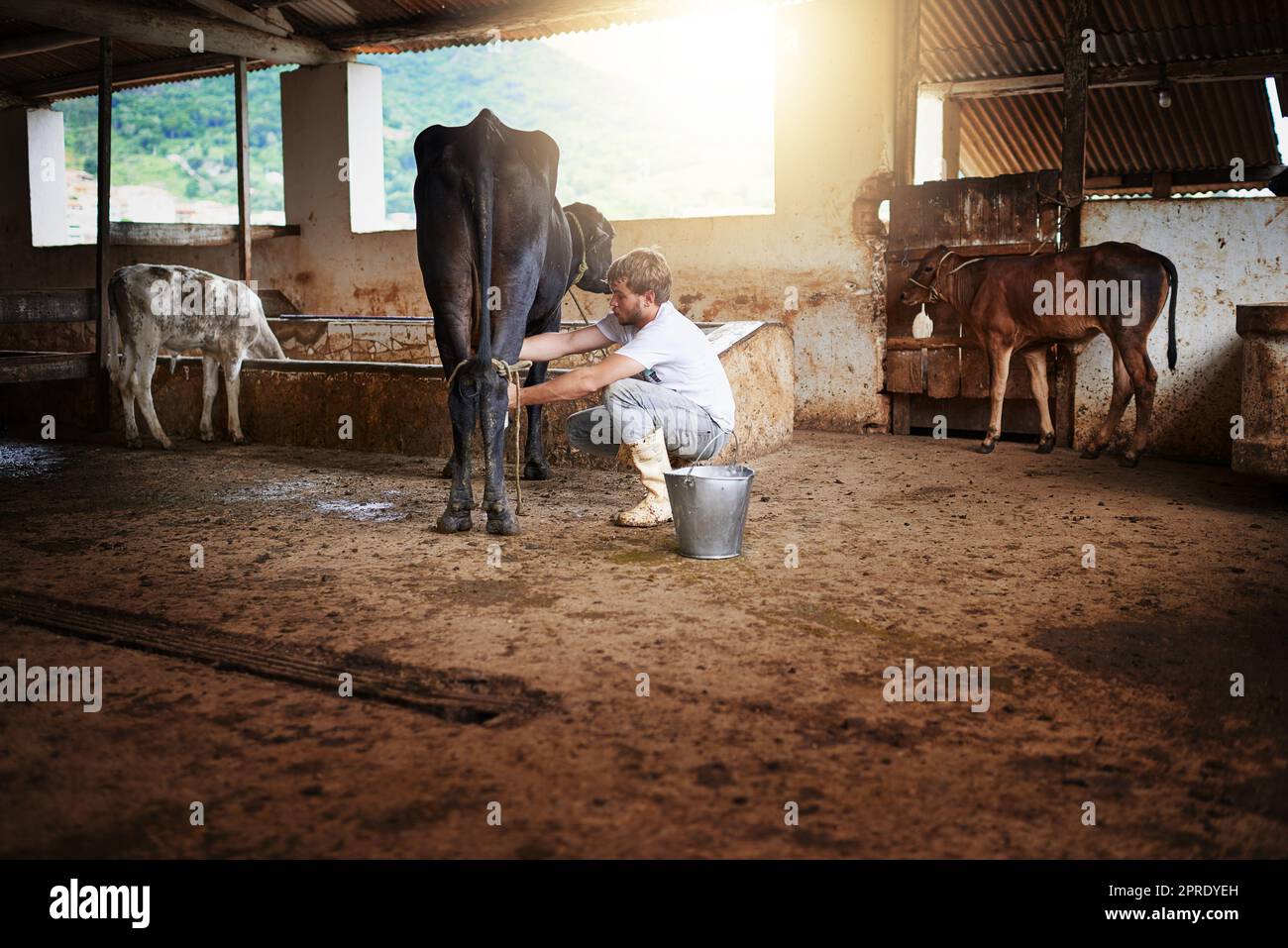 Mungendo una mucca dopo il seguente. Colpo a tutta lunghezza di un giovane maschio mungere una mucca nel fienile. Foto Stock