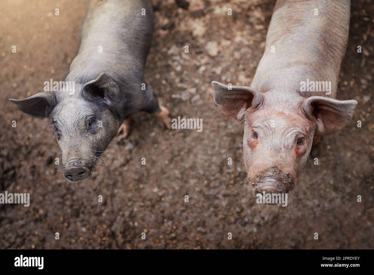 Sono stati ben presi cura di in questa fattoria. Colpo ad angolo alto di due maiali in piedi nella loro penna in una fattoria. Foto Stock