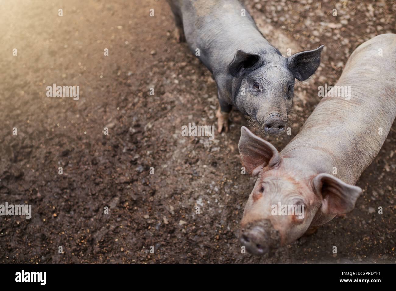 Le cose stanno cercando in su. Colpo ad angolo alto di due maiali in piedi nella loro penna in una fattoria. Foto Stock