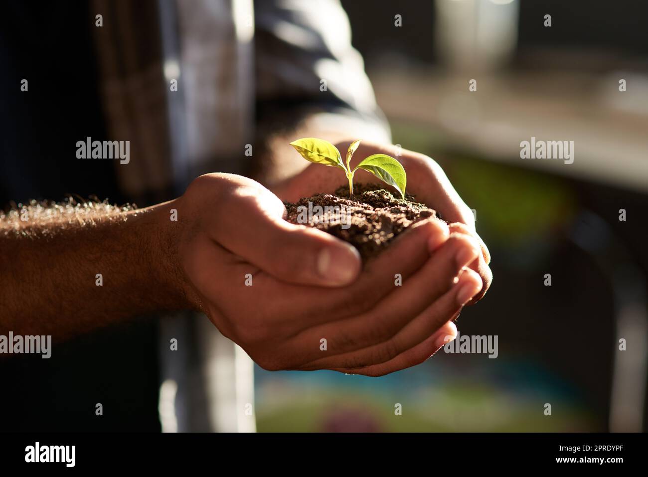 Ogni piccolo passo conta verso qualcosa di grande. Primo piano di un uomo d'affari irriconoscibile che tiene una pianta che cresce dal suolo. Foto Stock