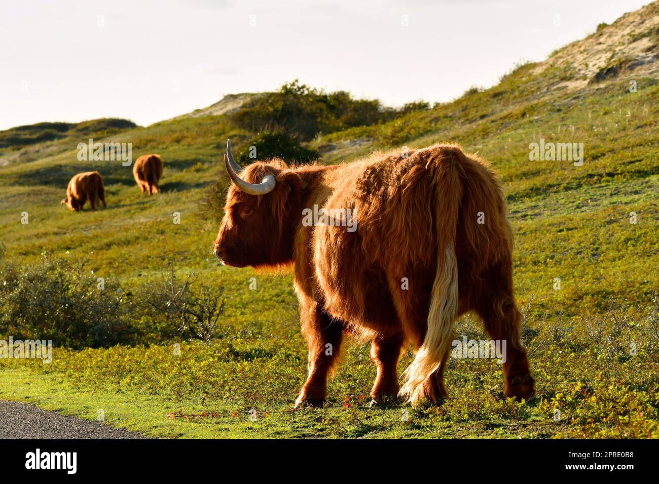 Un bestiame scozzese delle Highland nella riserva dune dell'Olanda settentrionale. Schoorlse Duinen, Paesi Bassi. Foto Stock