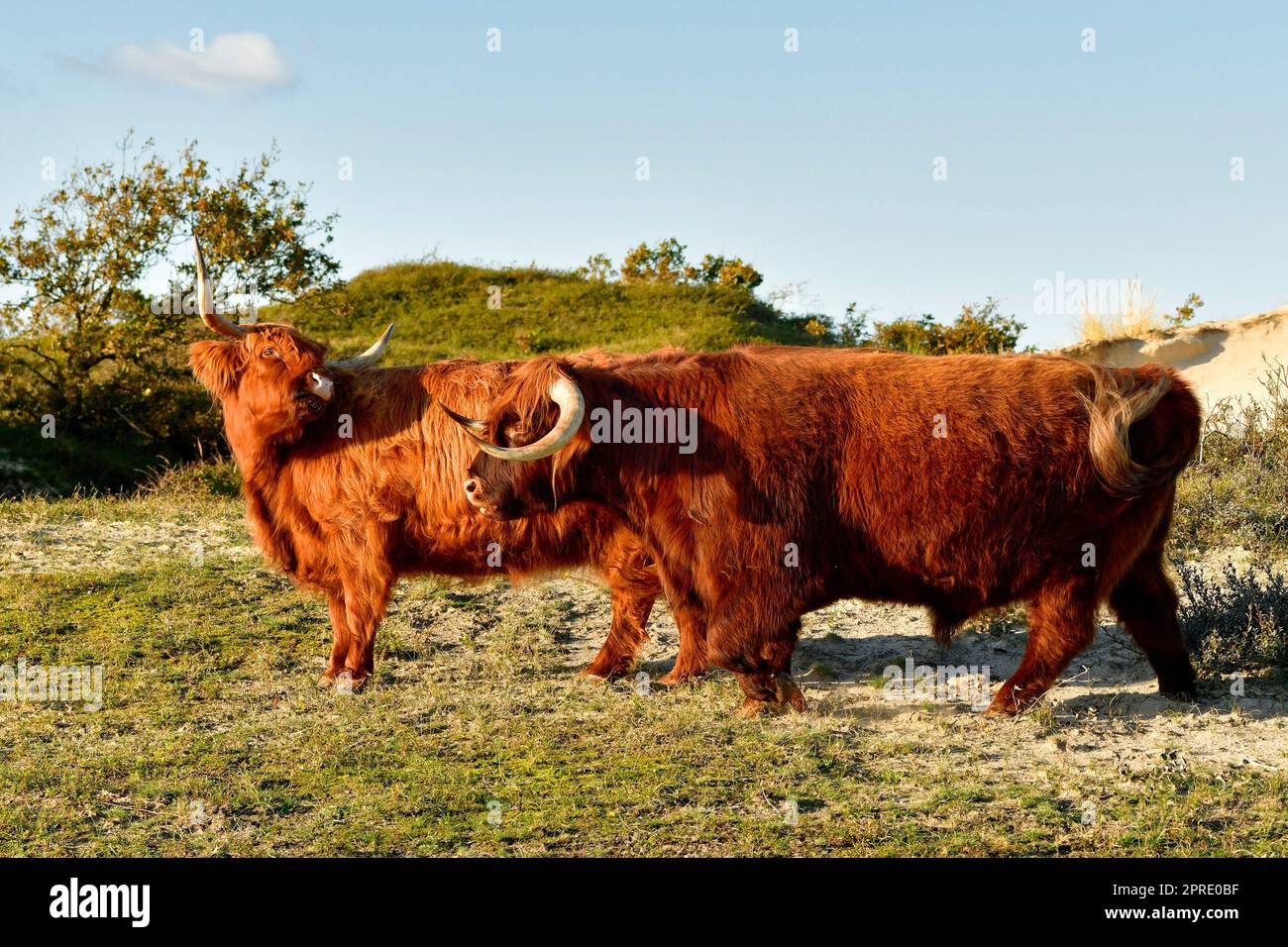 Bovini scozzesi delle Highland, un toro e una mucca, nella riserva dune dell'Olanda settentrionale. Schoorlse Duinen, Paesi Bassi. Foto Stock